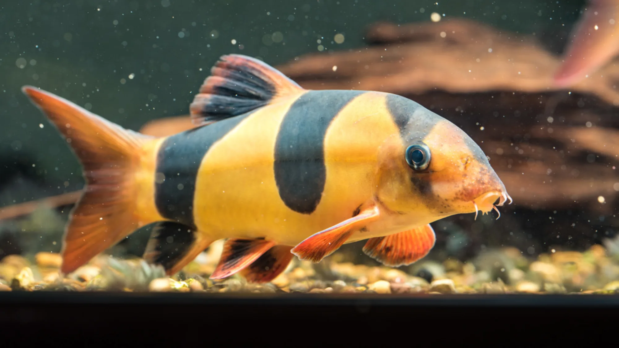 Clown Loach