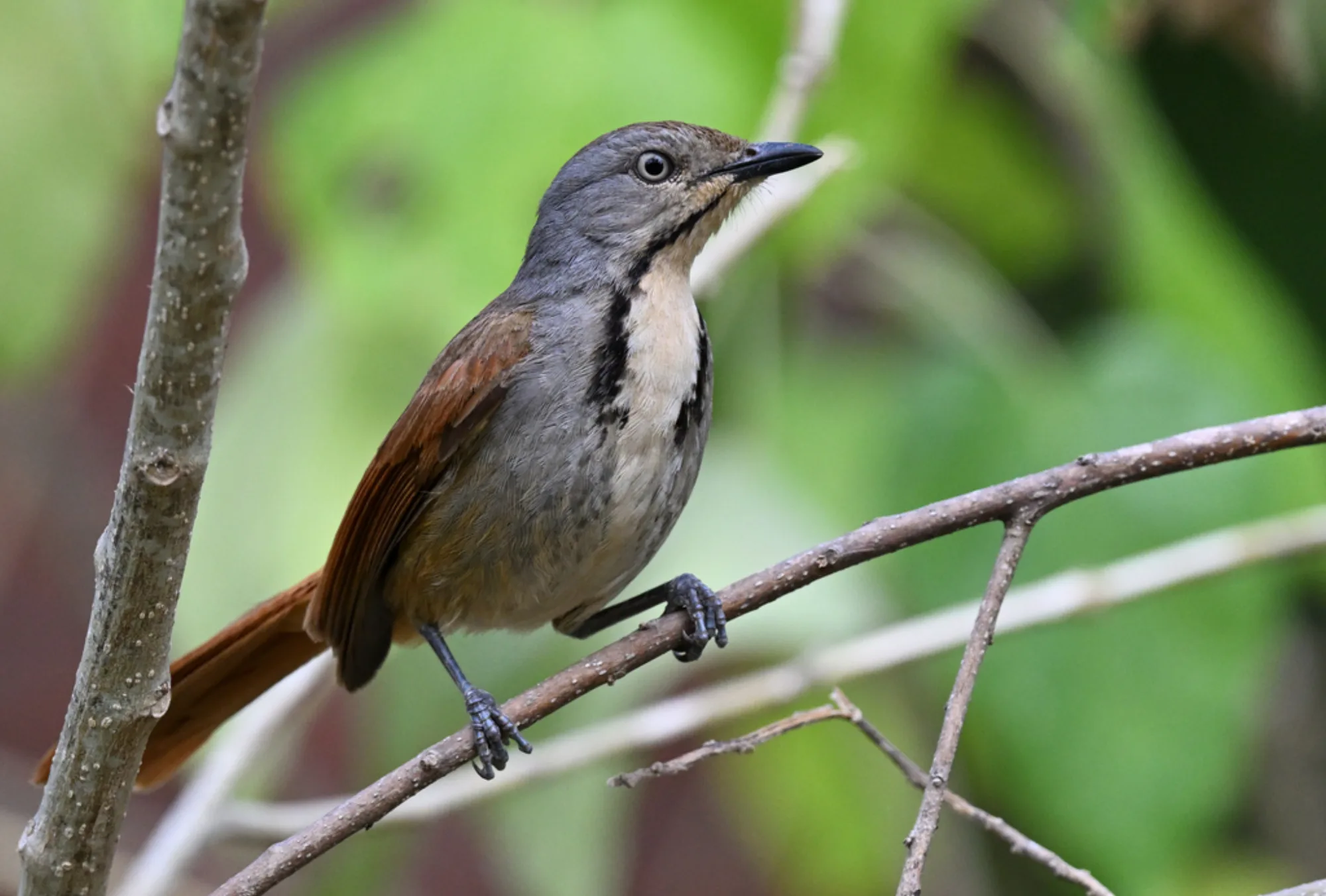 Collared Palm Thrush