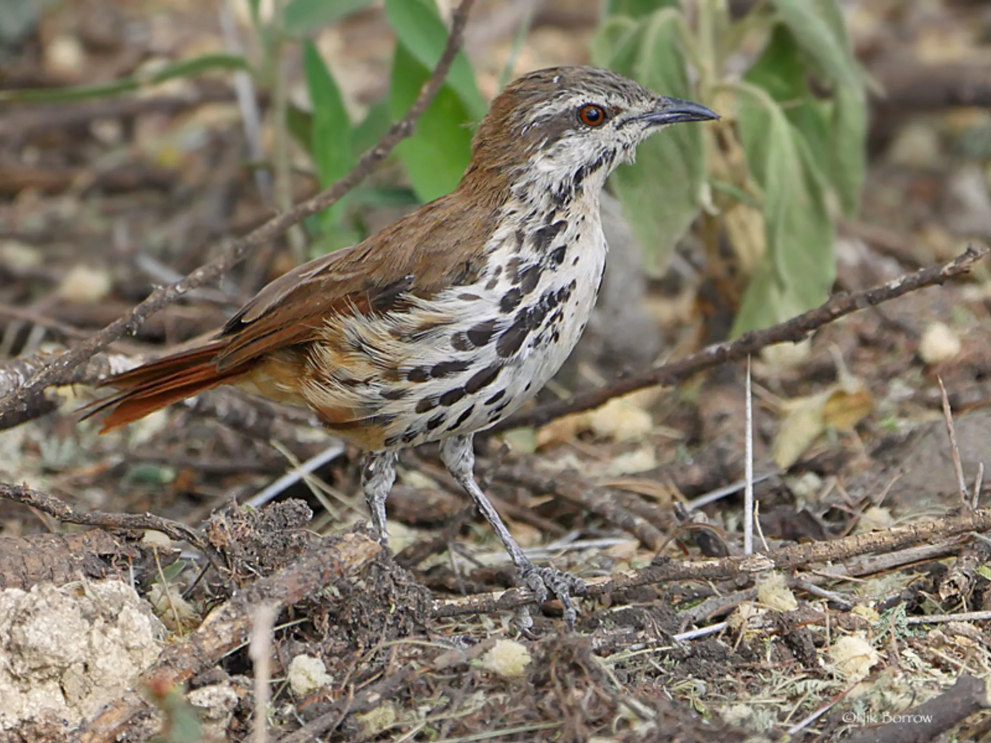 Spotted Palm Thrush