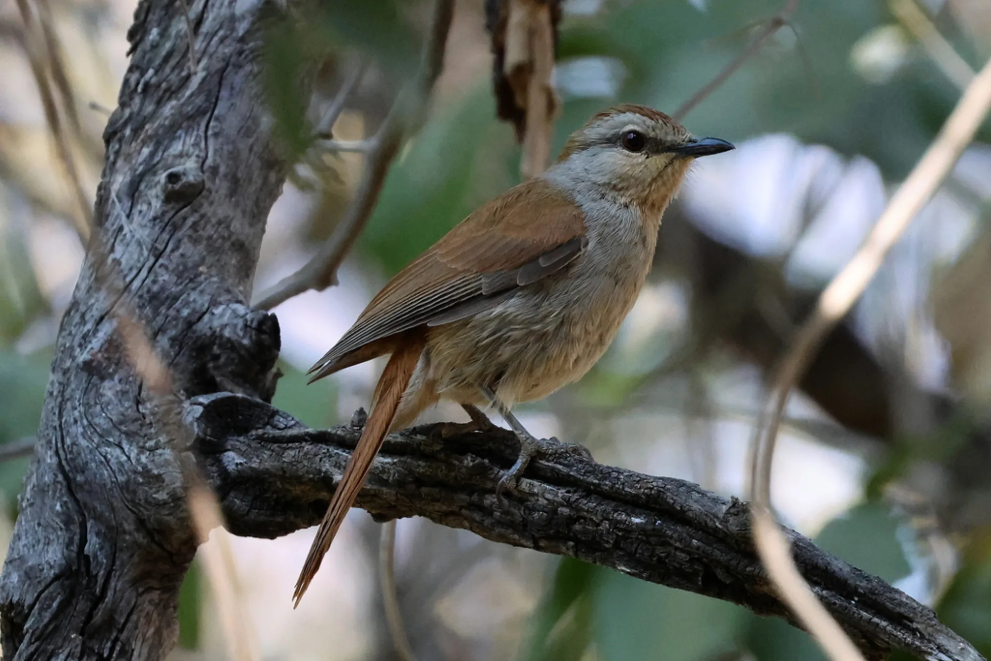 Rufous-tailed Palm Thrush