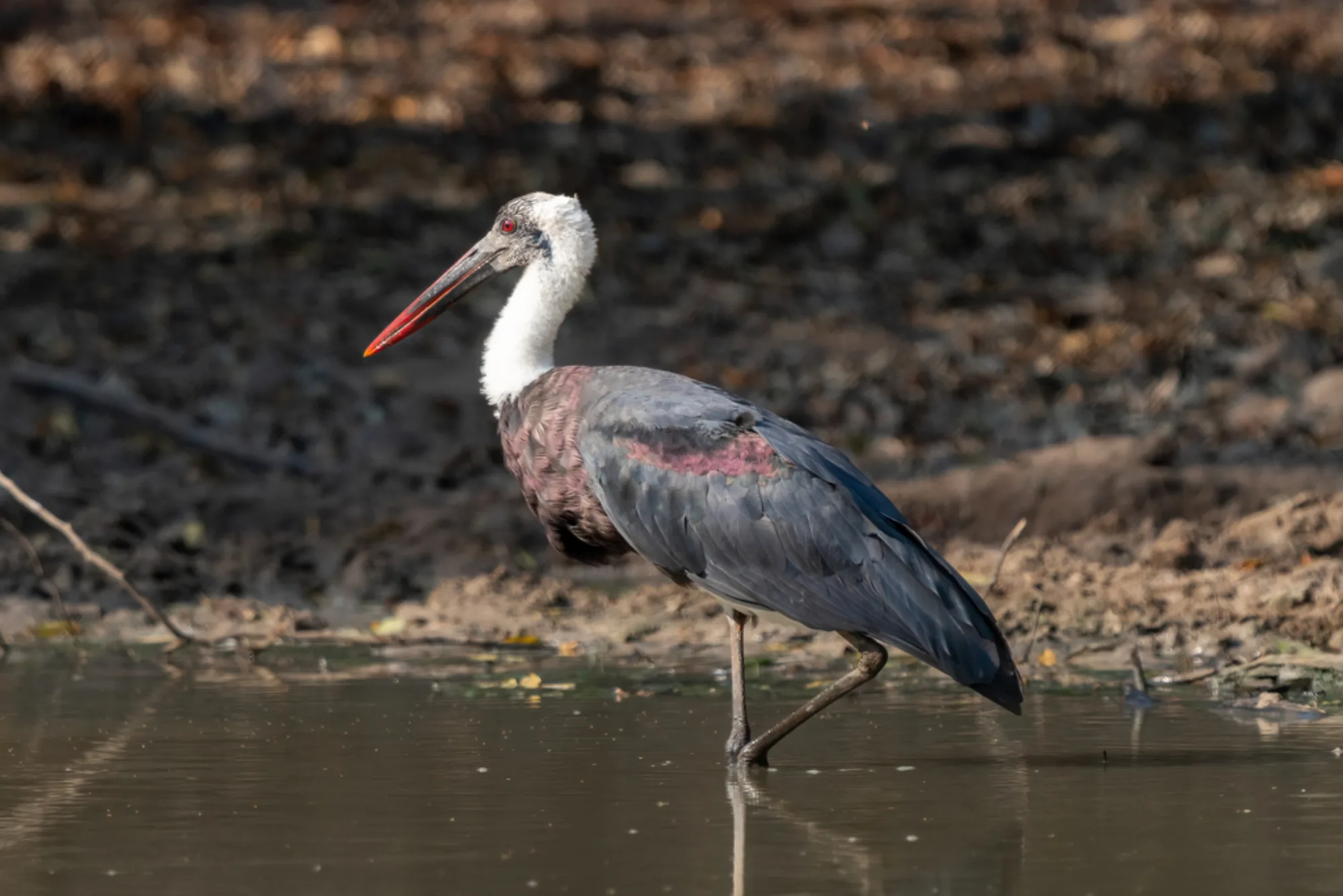 African Woollyneck