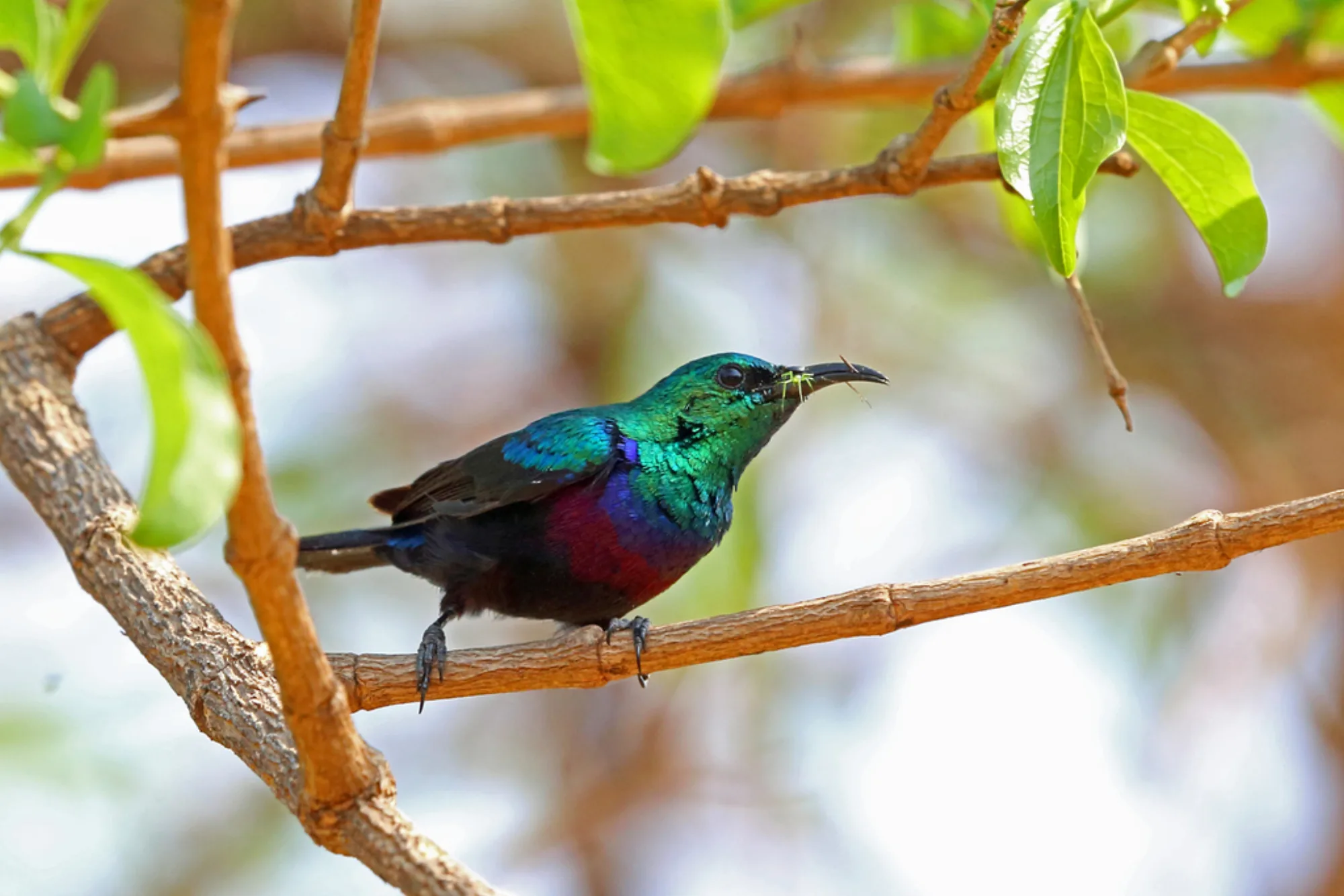 Purple-banded Sunbird
