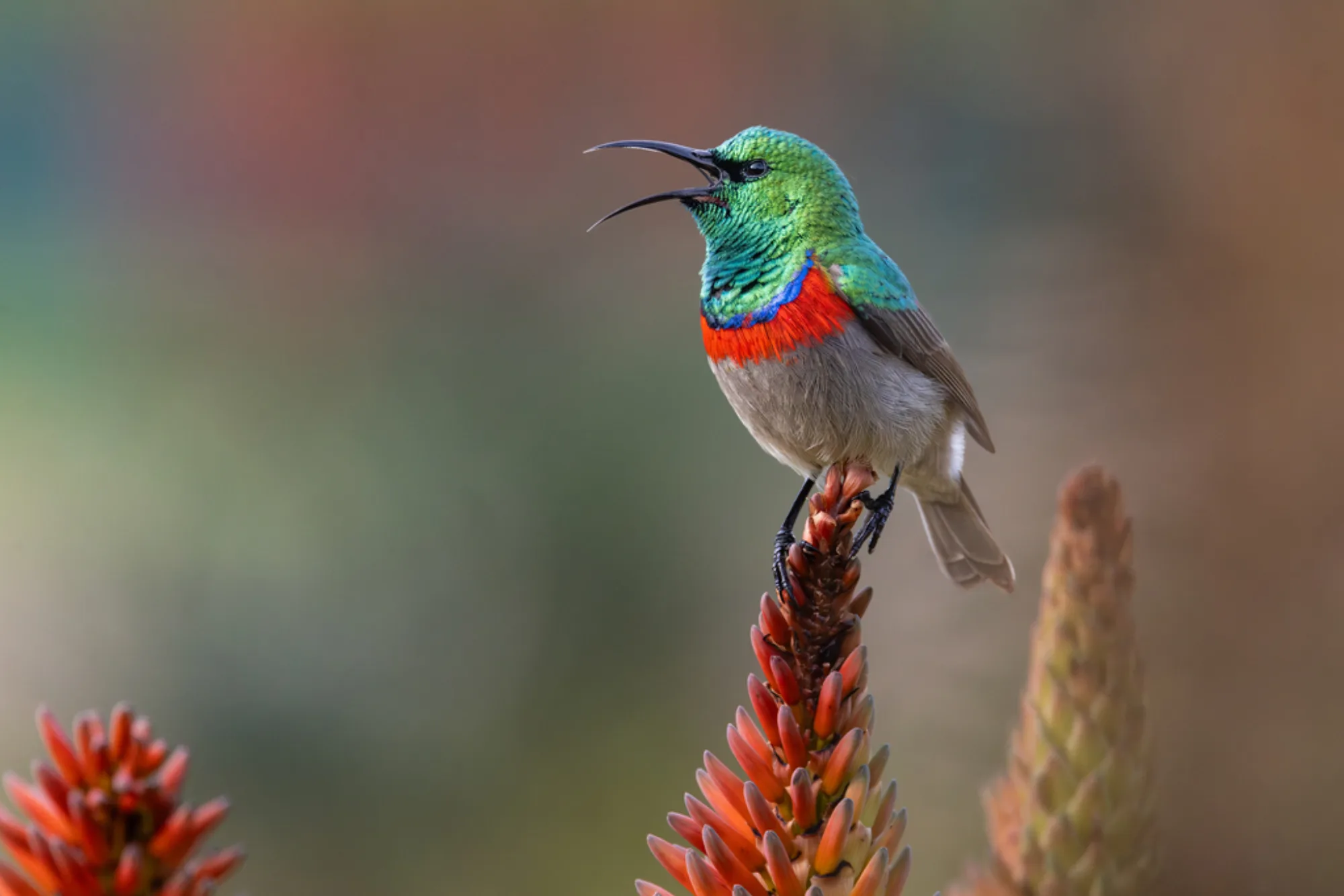Southern Double-collared Sunbird