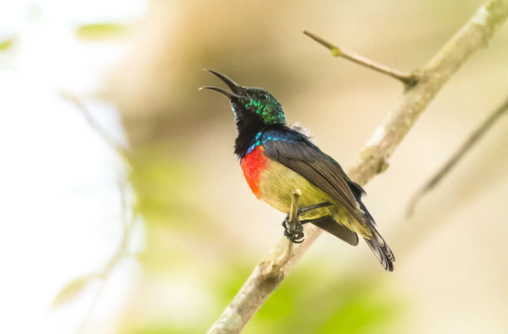 Olive-bellied Sunbird