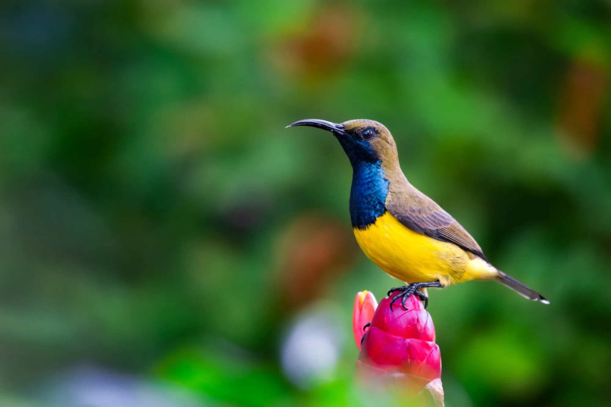 Olive-backed Sunbird