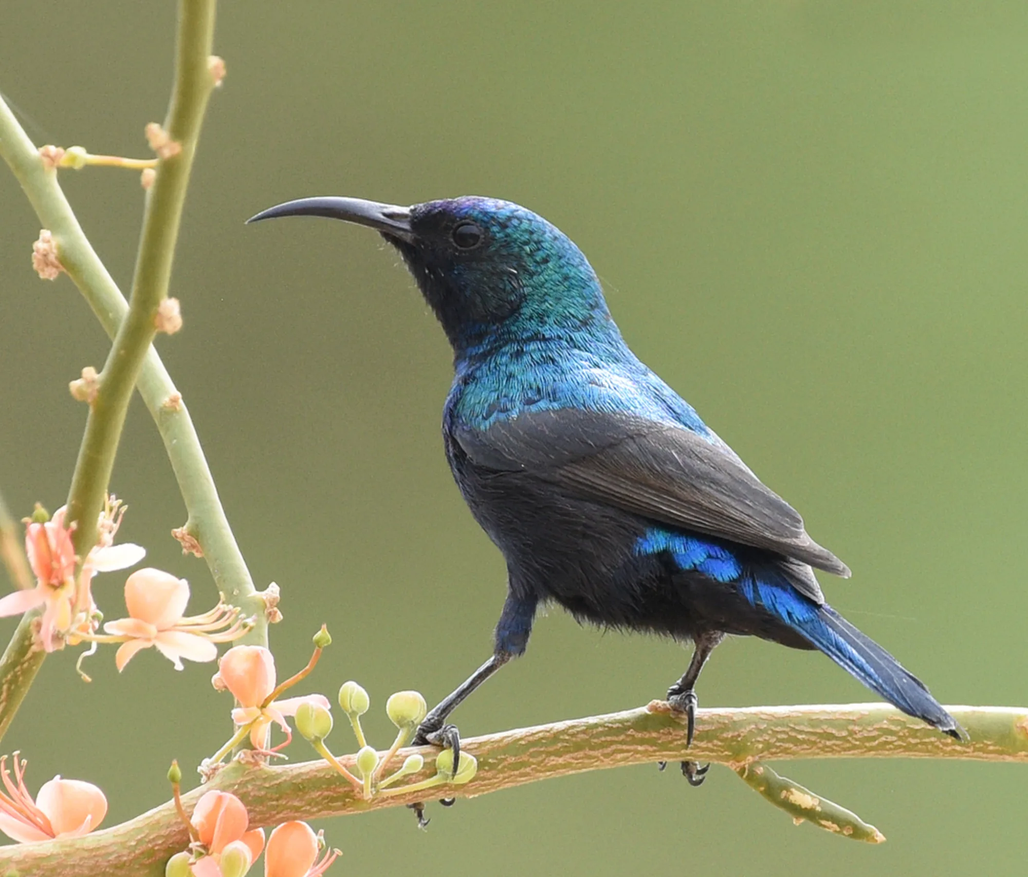 Palestine Sunbird