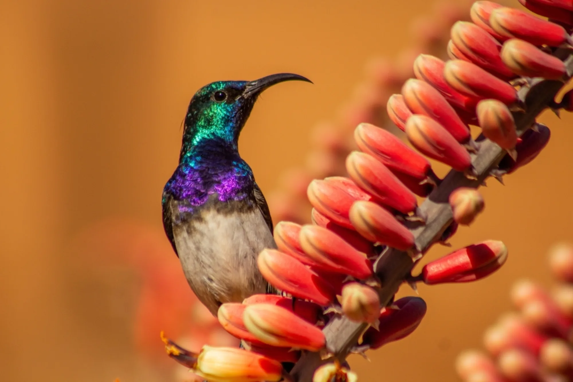 White-bellied Sunbird
