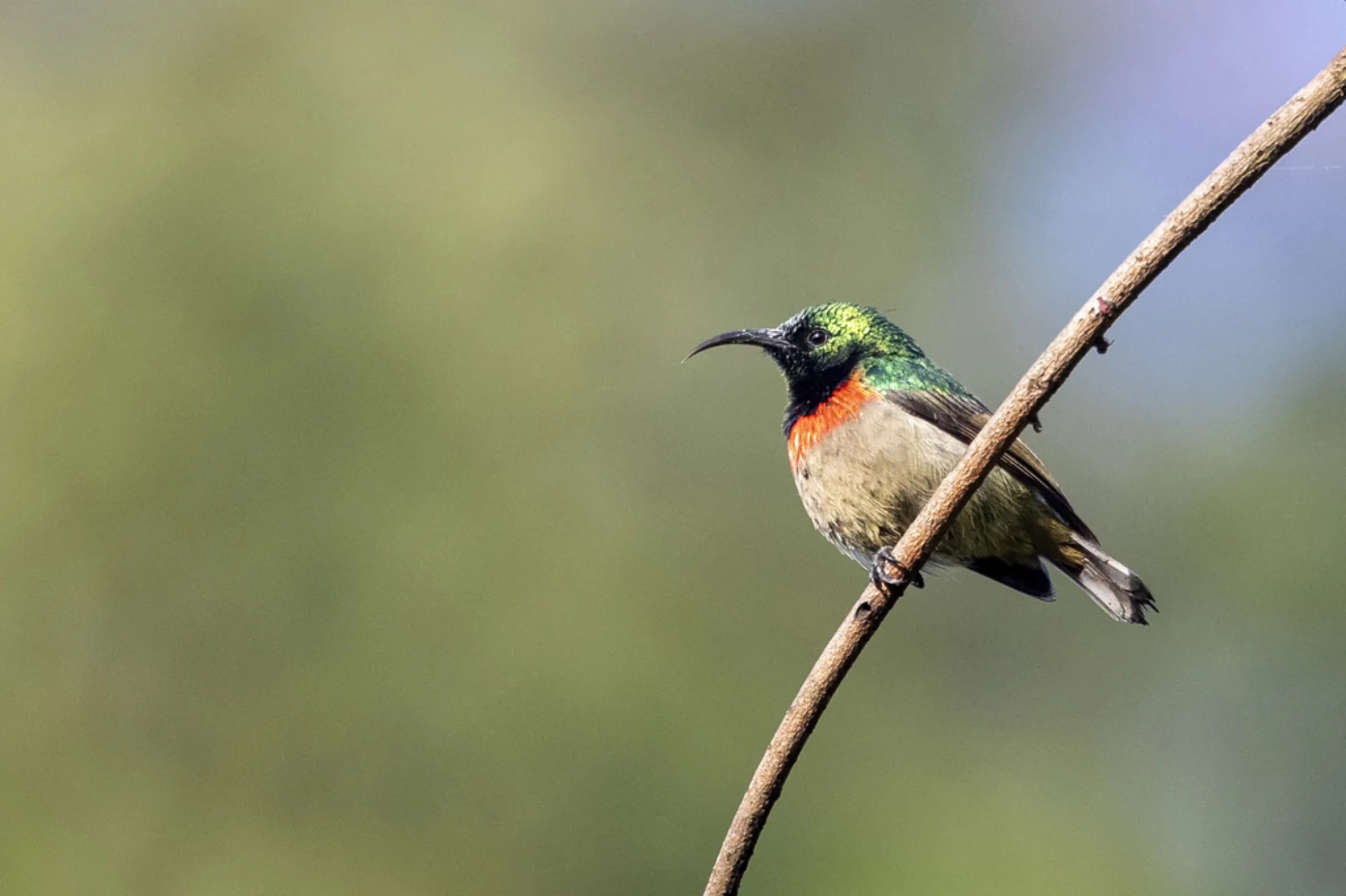 Usambara Double-collared Sunbird