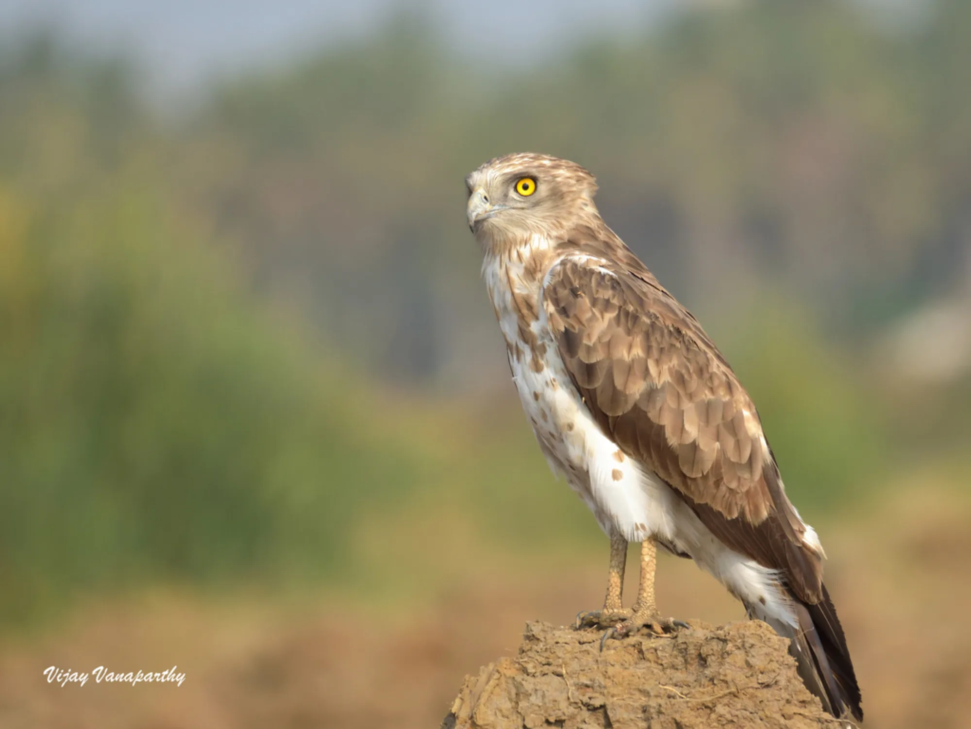Short-toed Snake Eagle