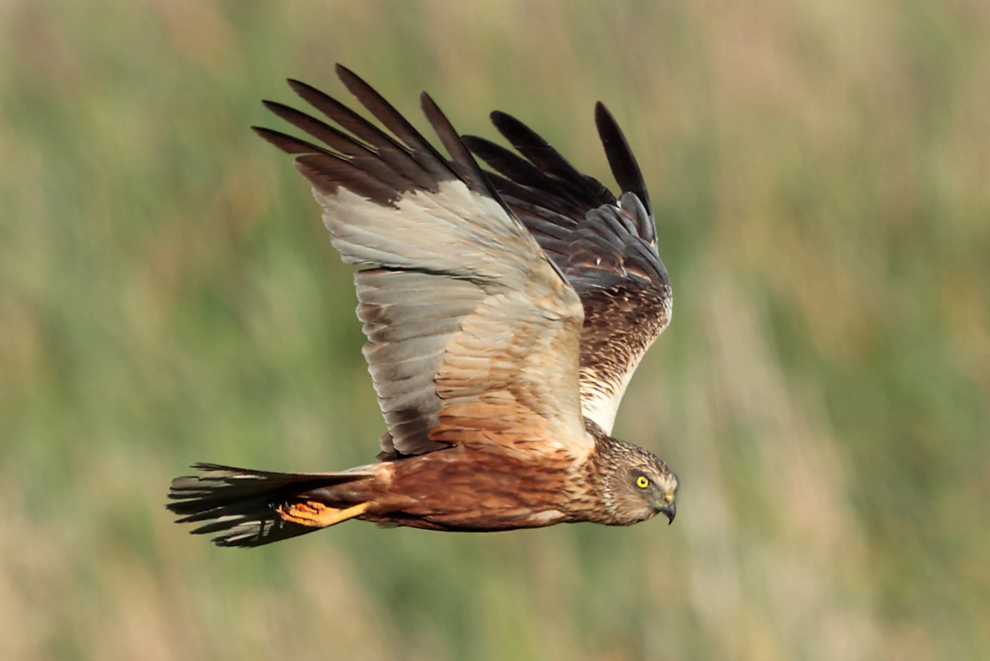 Western Marsh Harrier