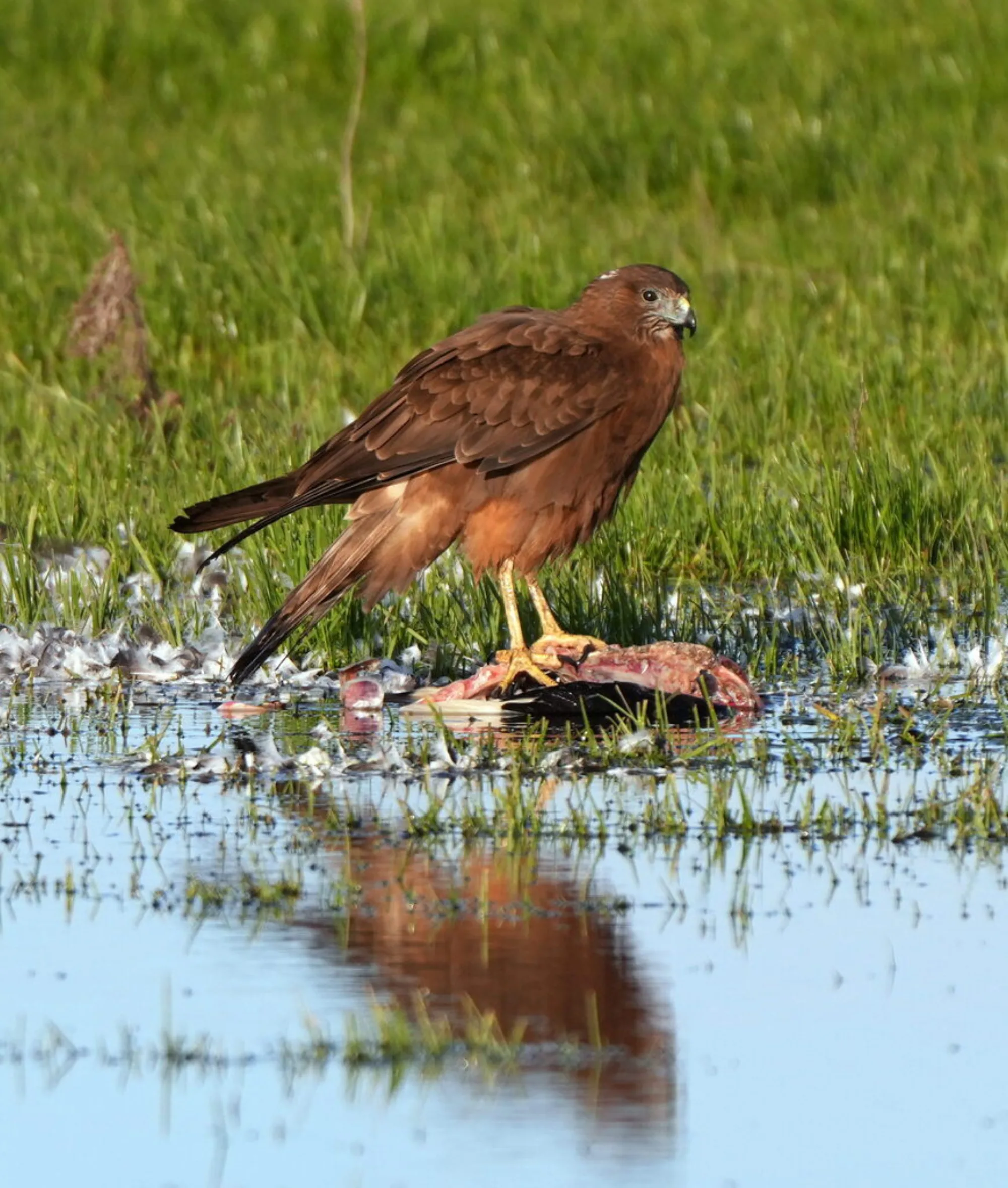 Swamp Harrier
