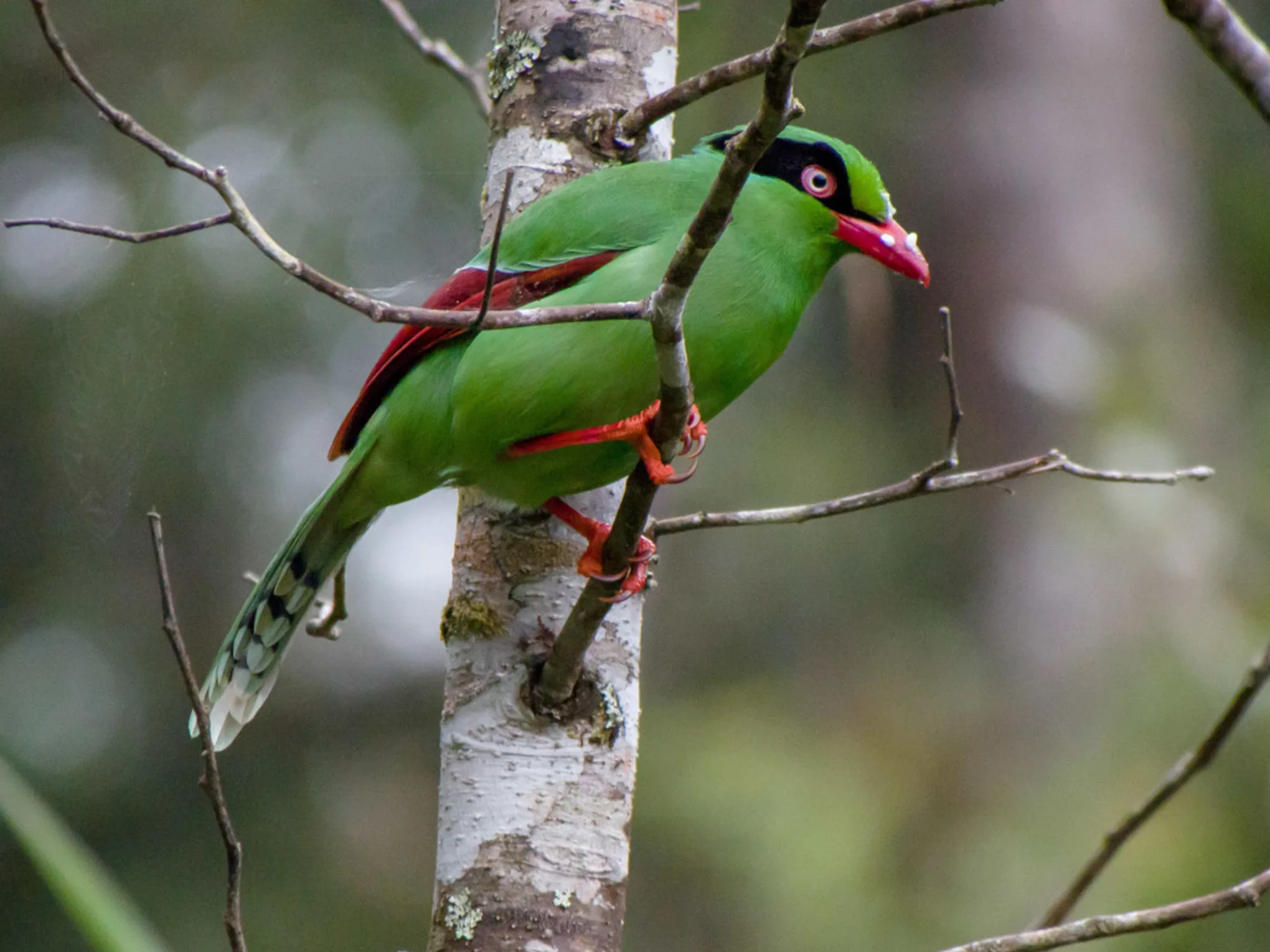 Javan Green Magpie