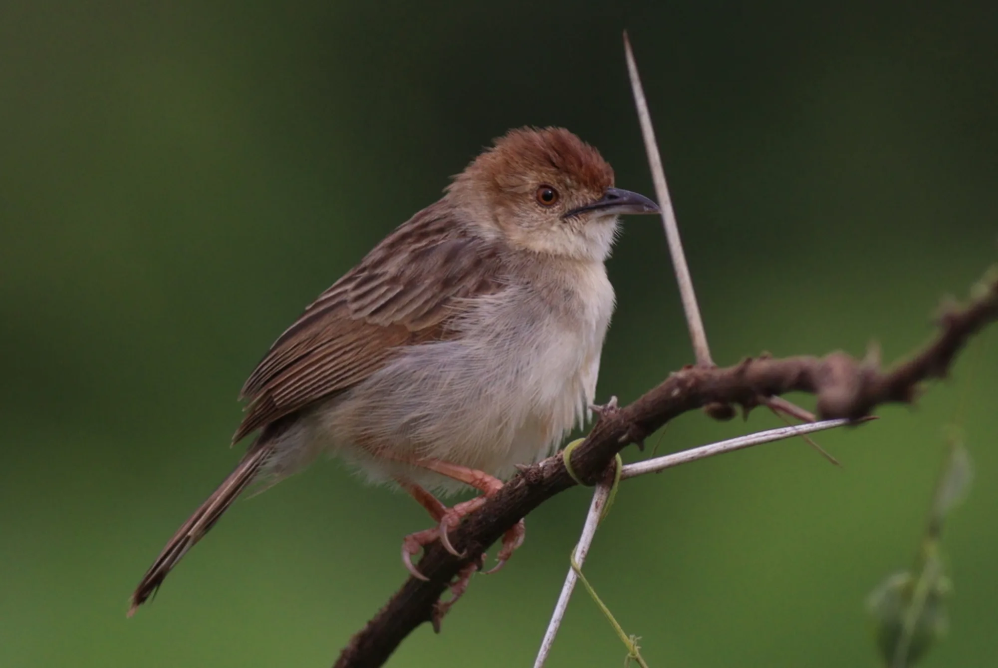Rattling Cisticola
