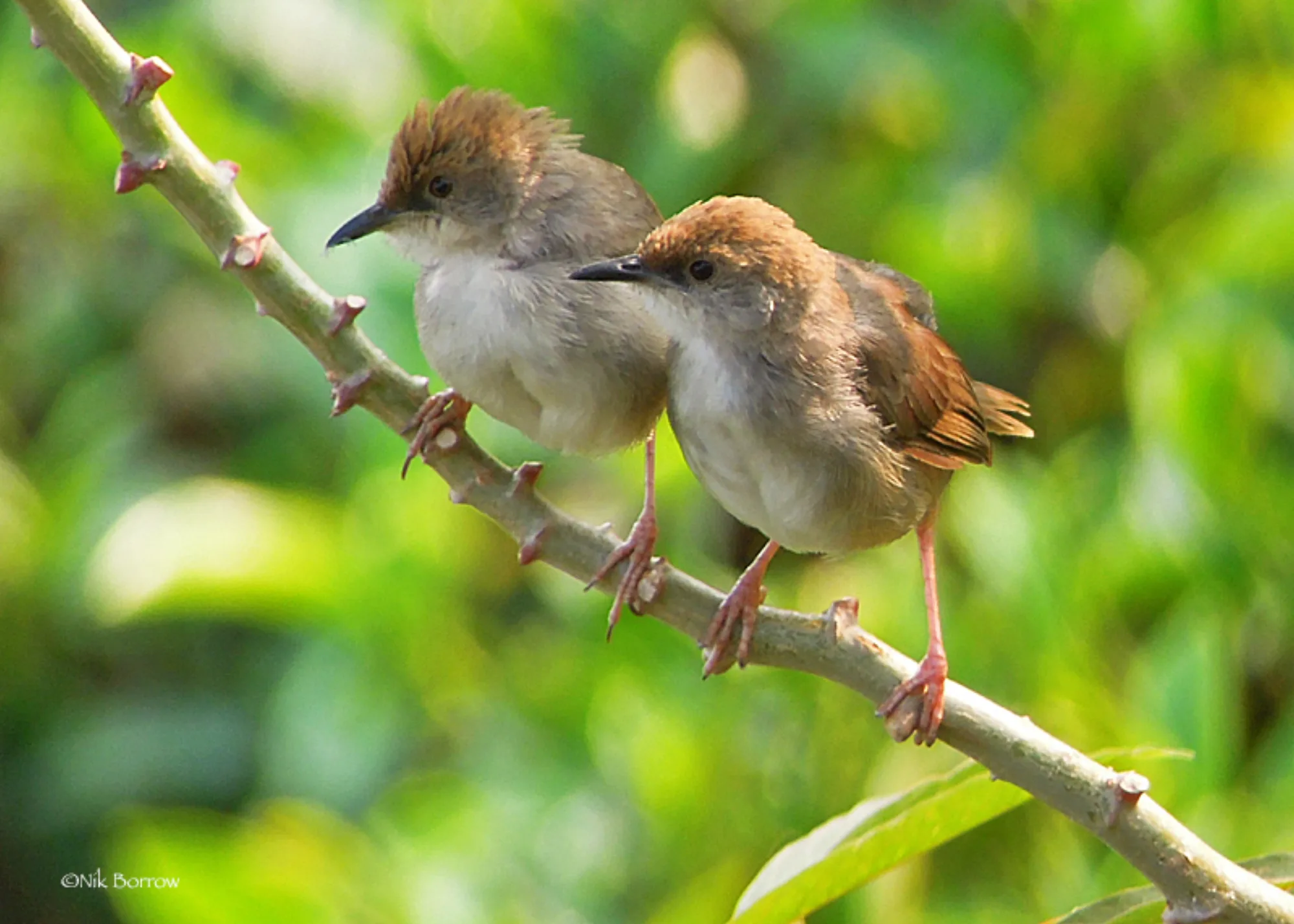 Chubb's Cisticola
