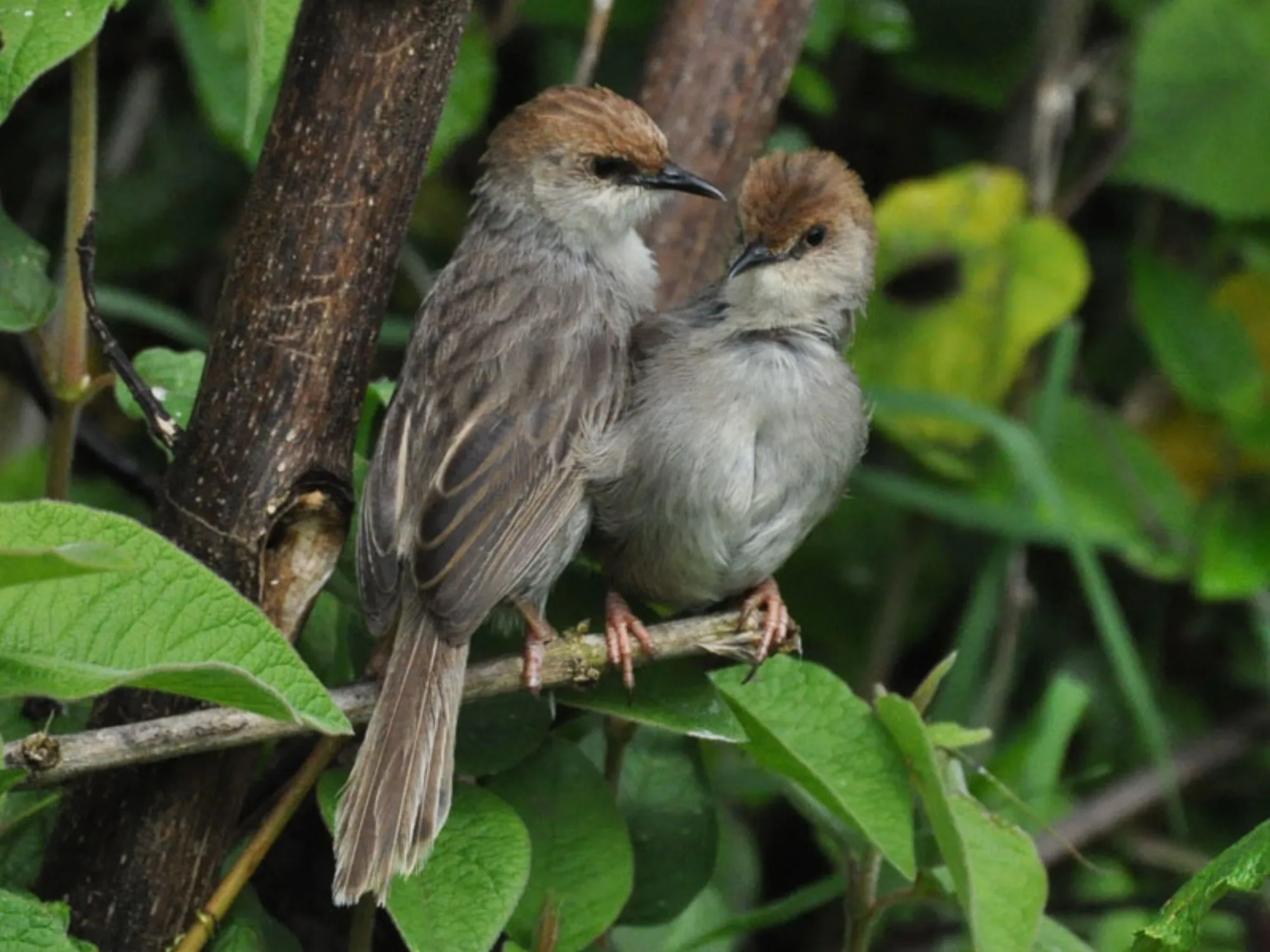 Hunter's Cisticola