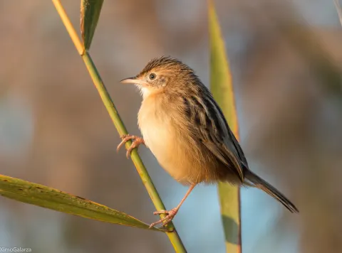 Zitting Cisticola