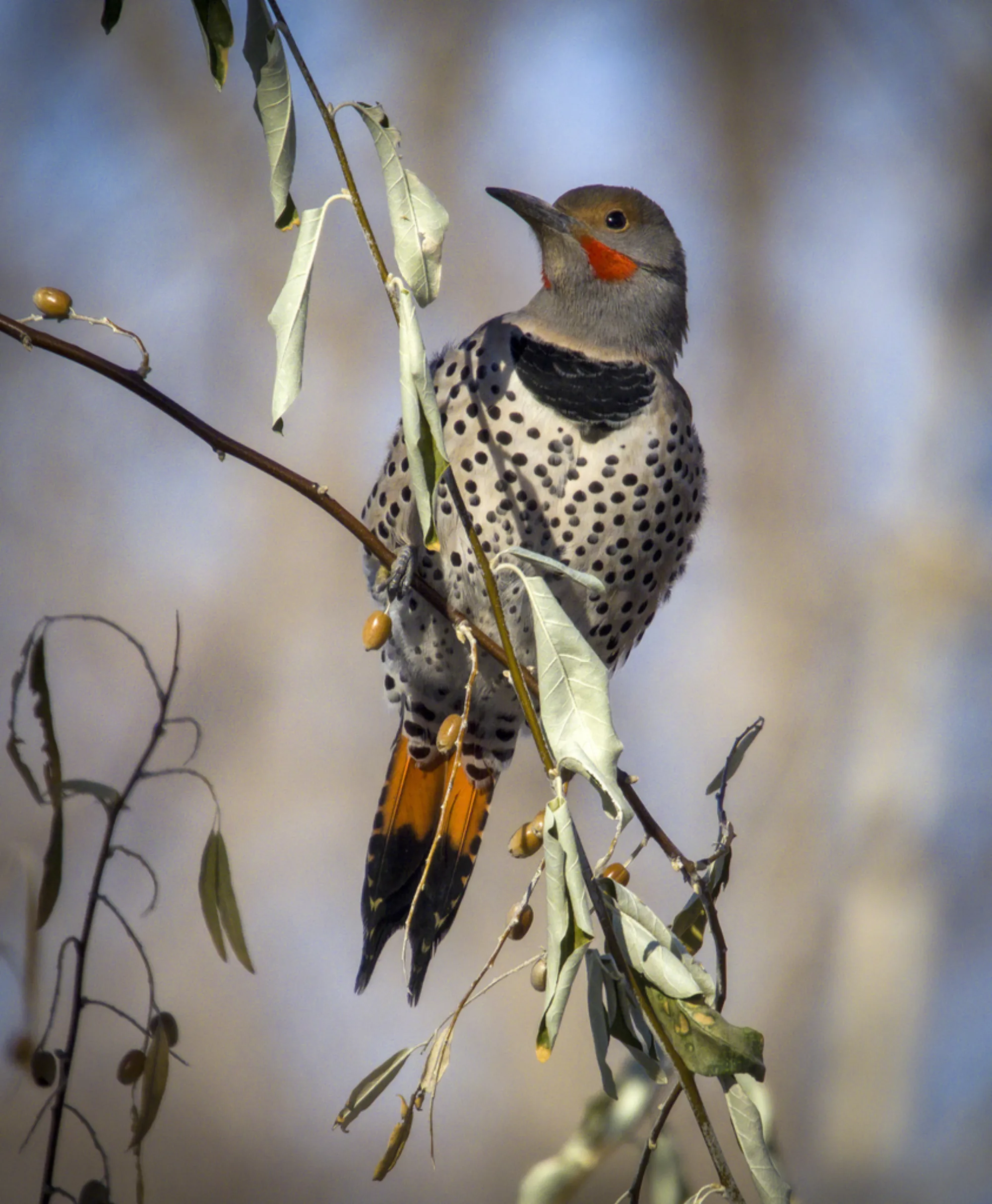 Northern Flicker
