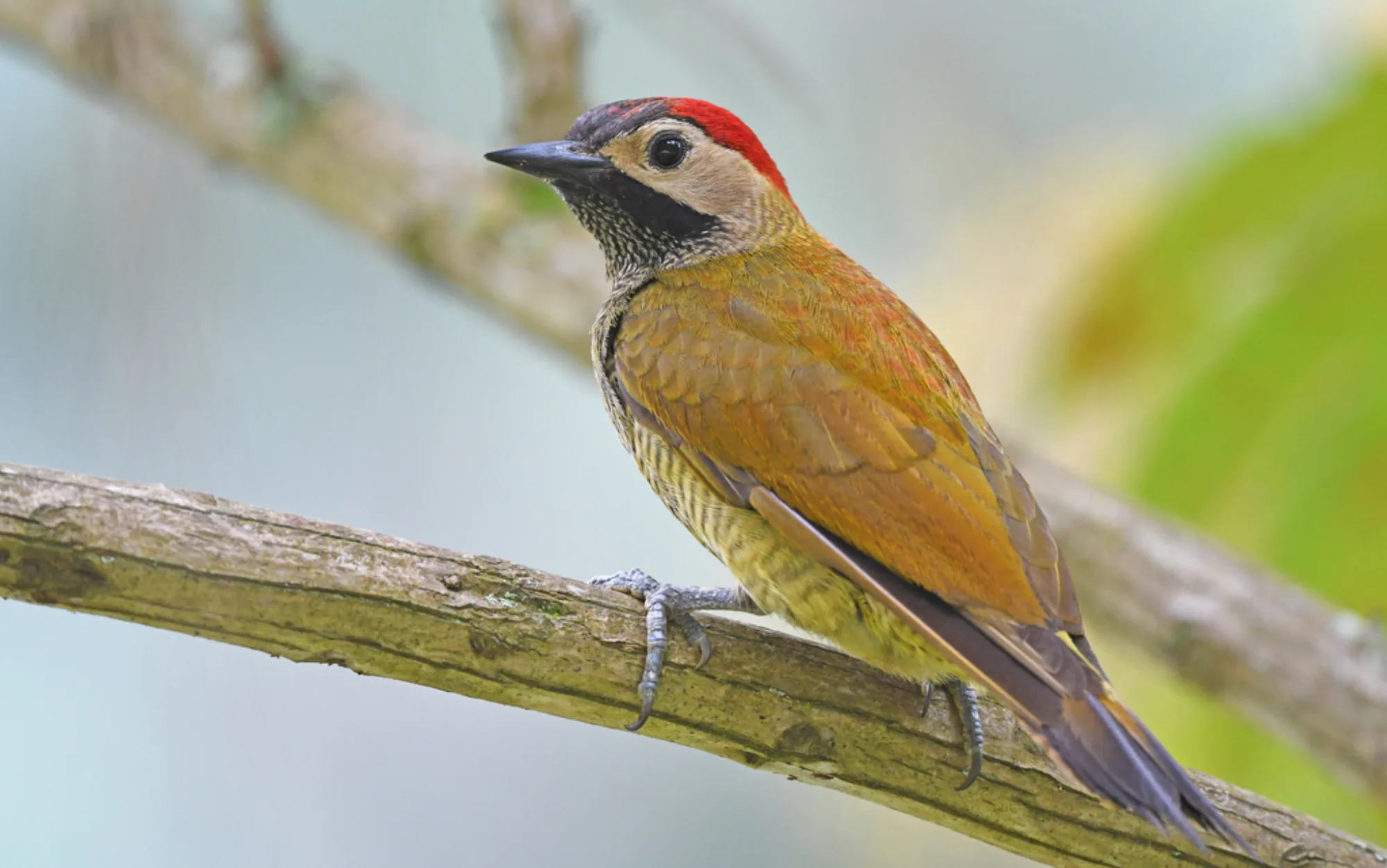 Golden-olive Woodpecker
