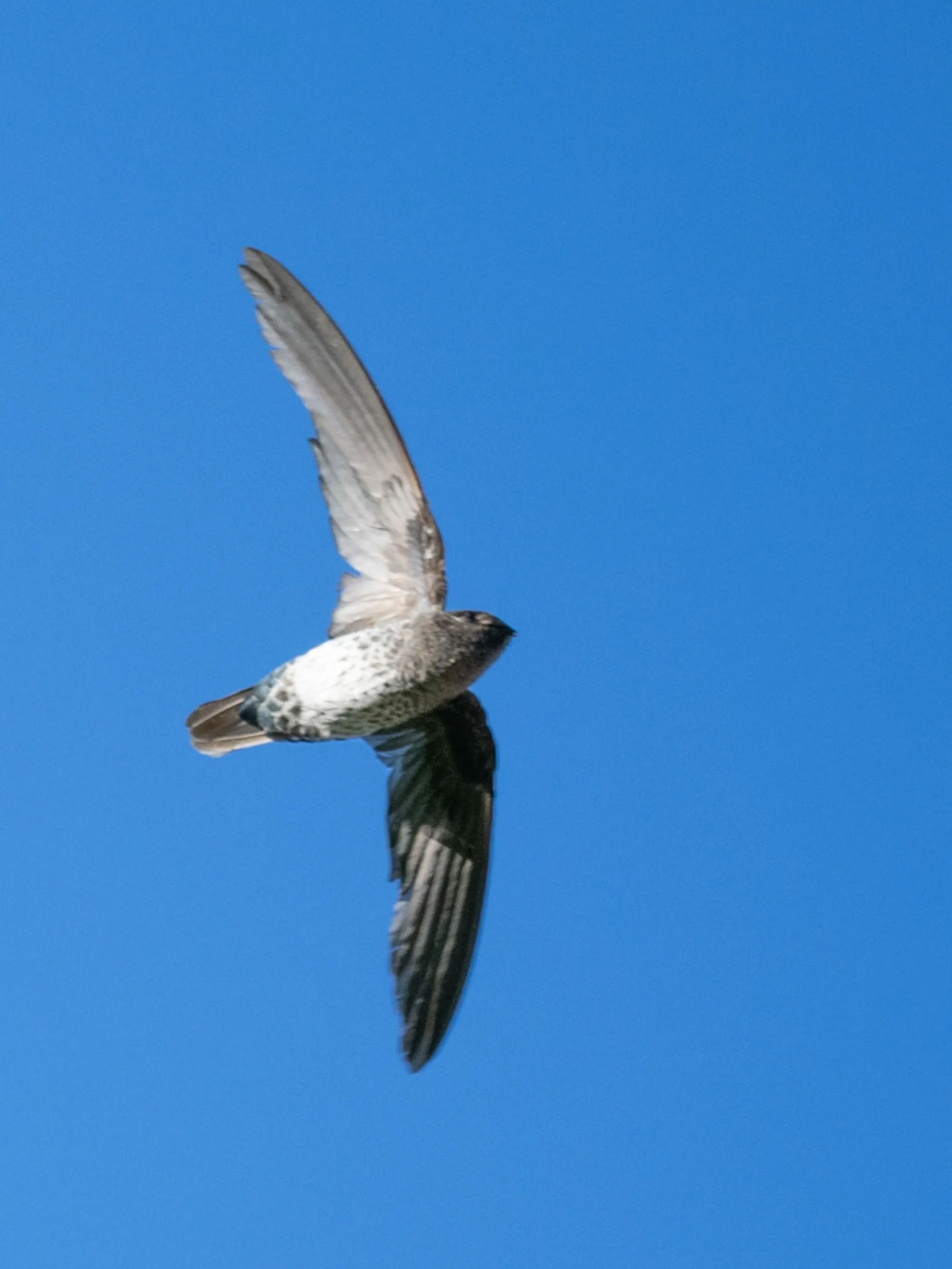 Plume-toed Swiftlet