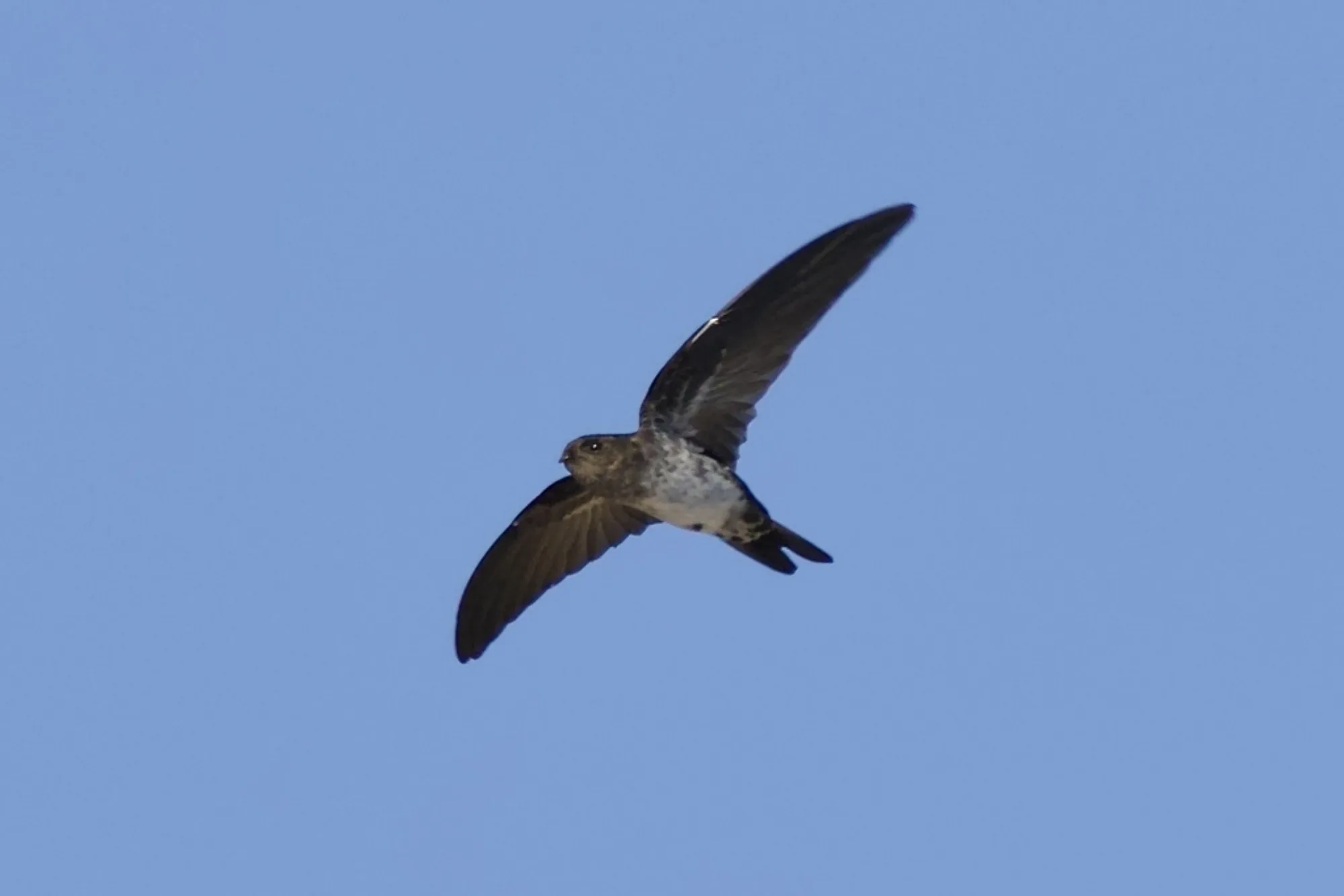 Cave Swiftlet