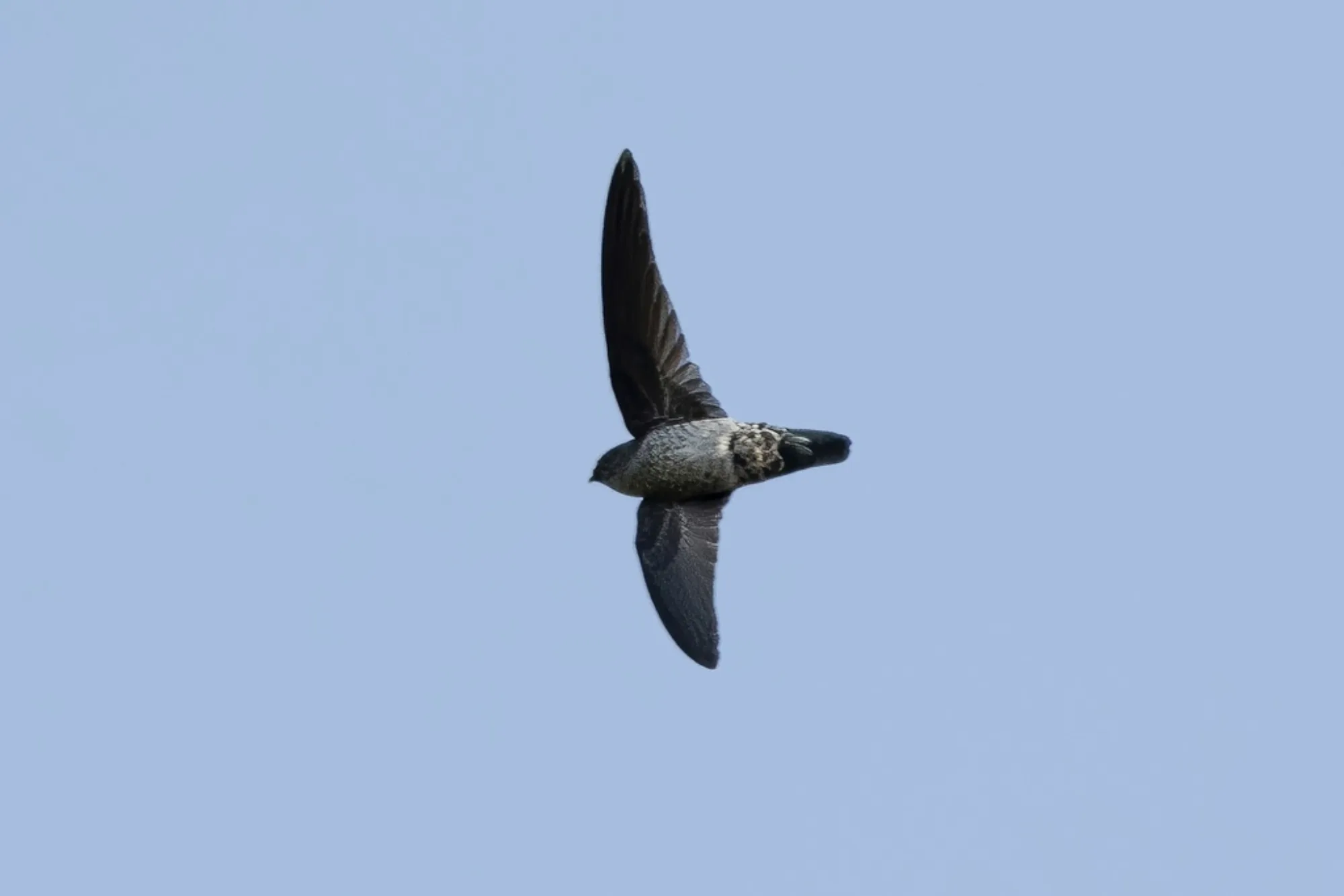 Grey-rumped Swiftlet
