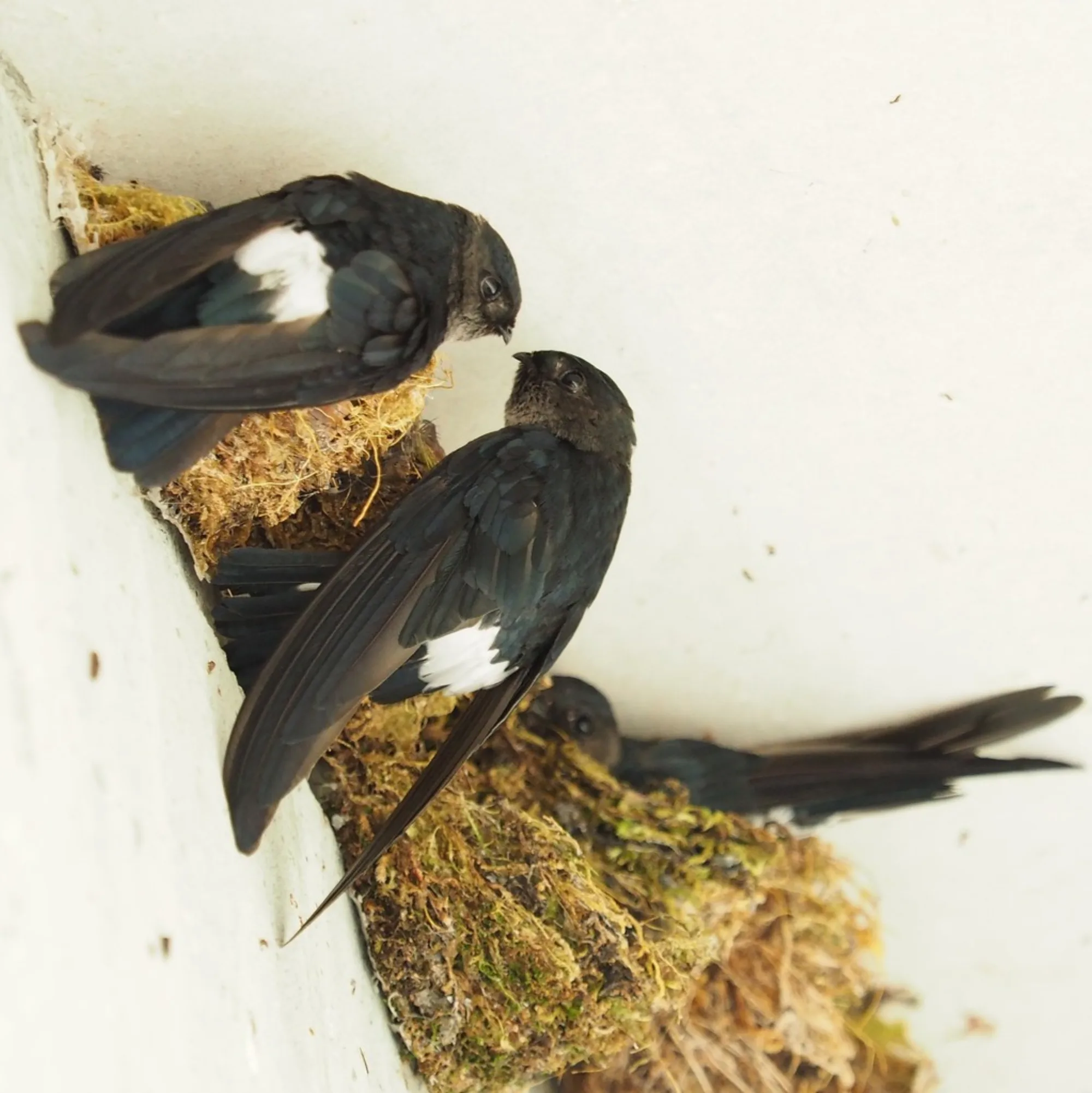 Satin Swiftlet