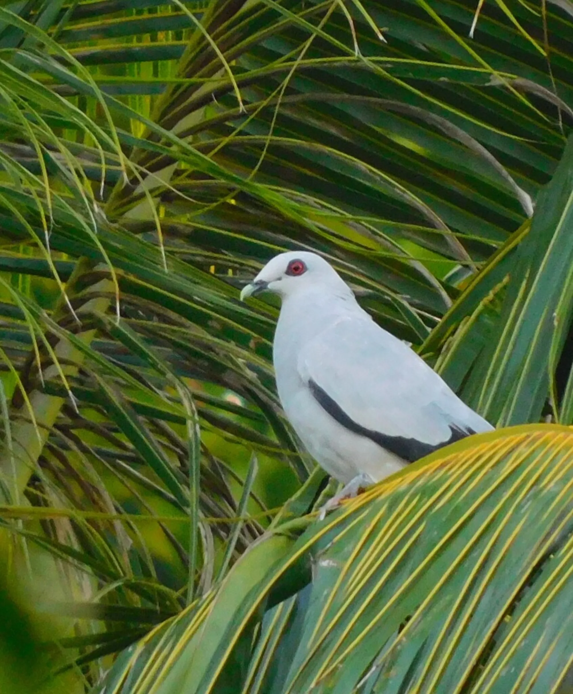 Silvery Pigeon