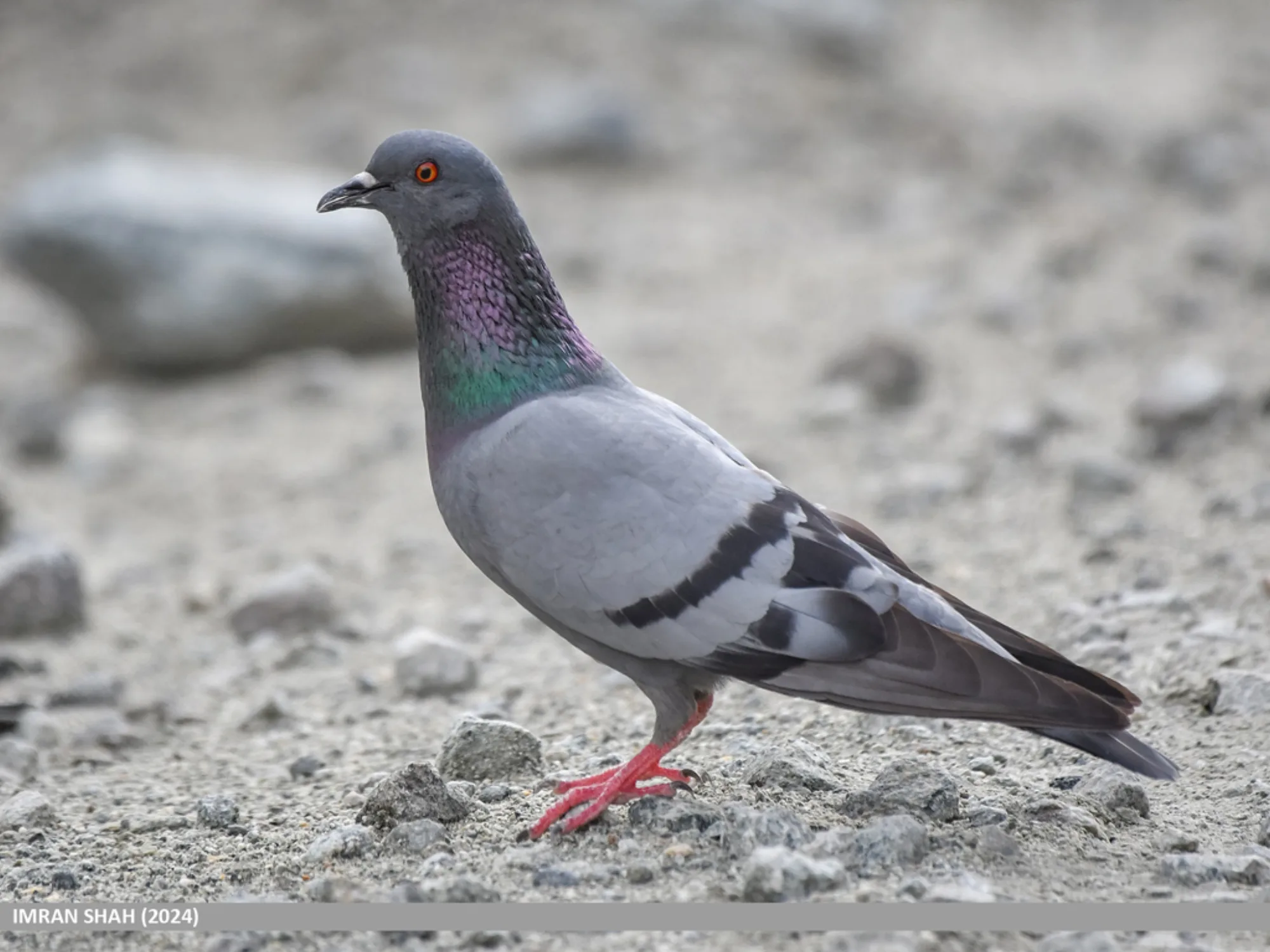 Rock Dove