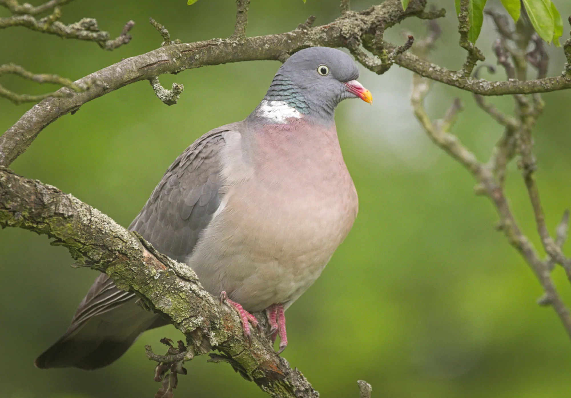Common Wood Pigeon