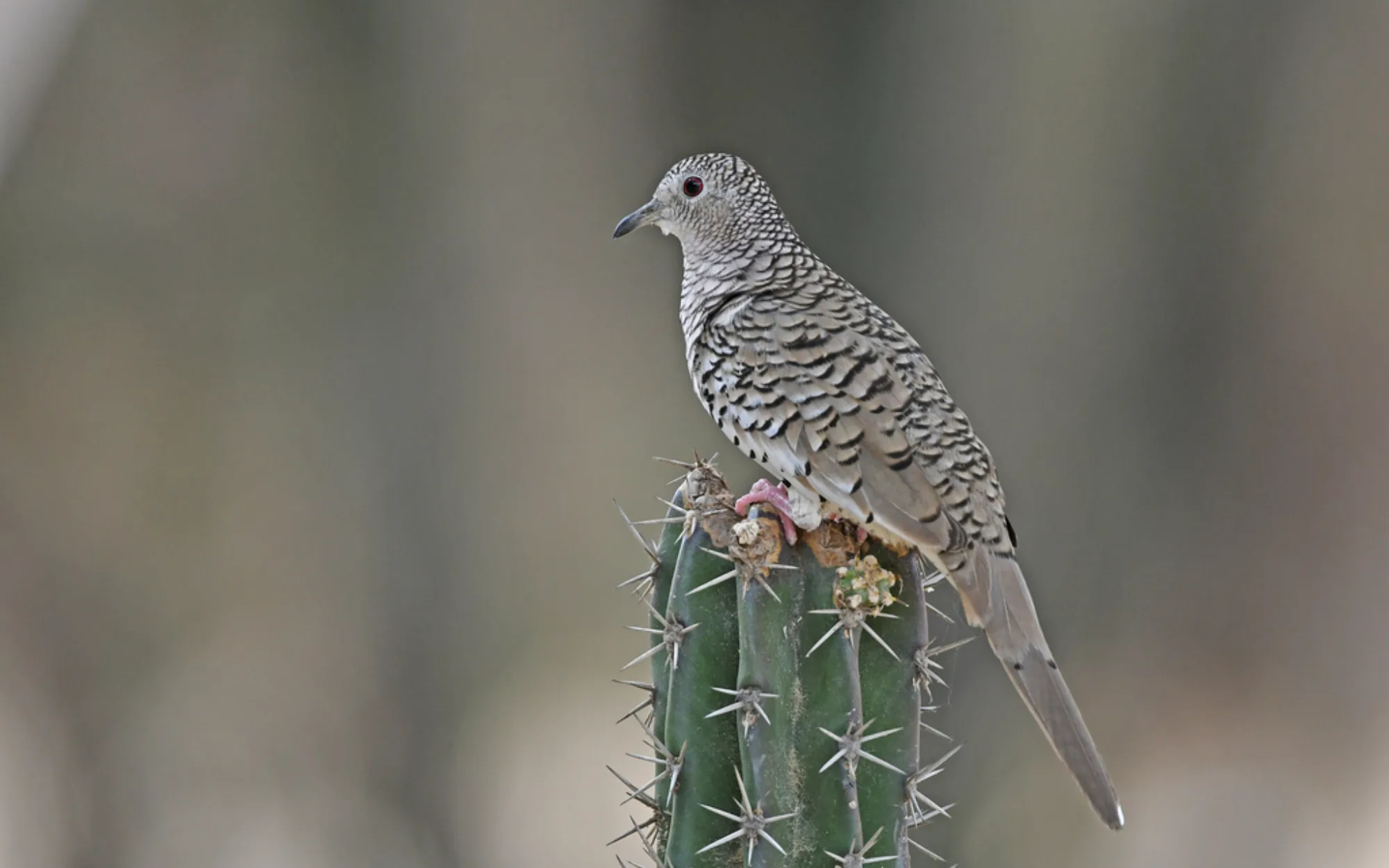 Scaled Dove