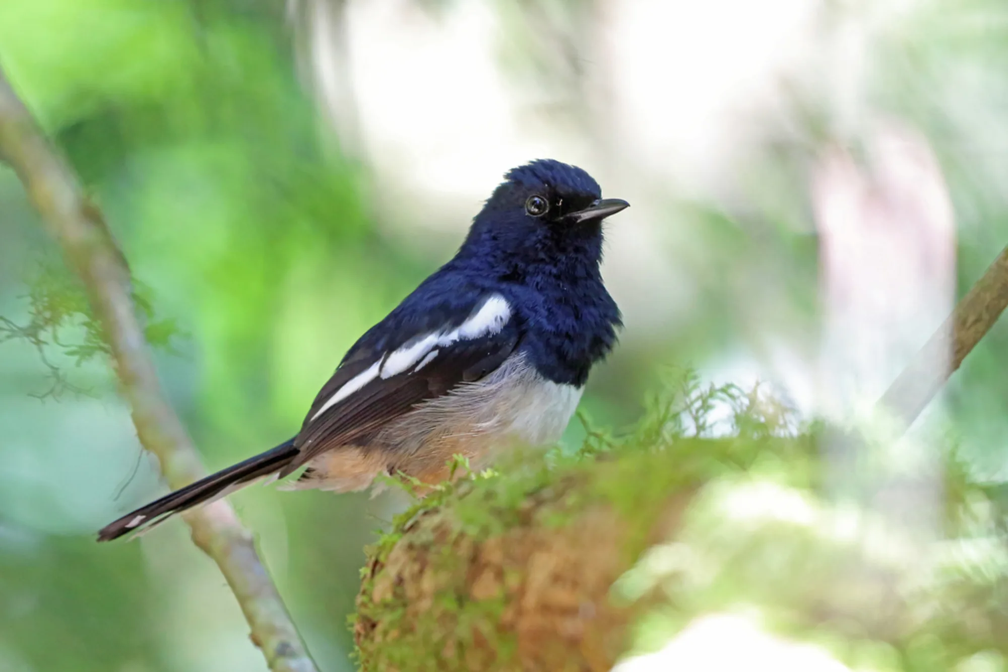 Madagascar Magpie-Robin