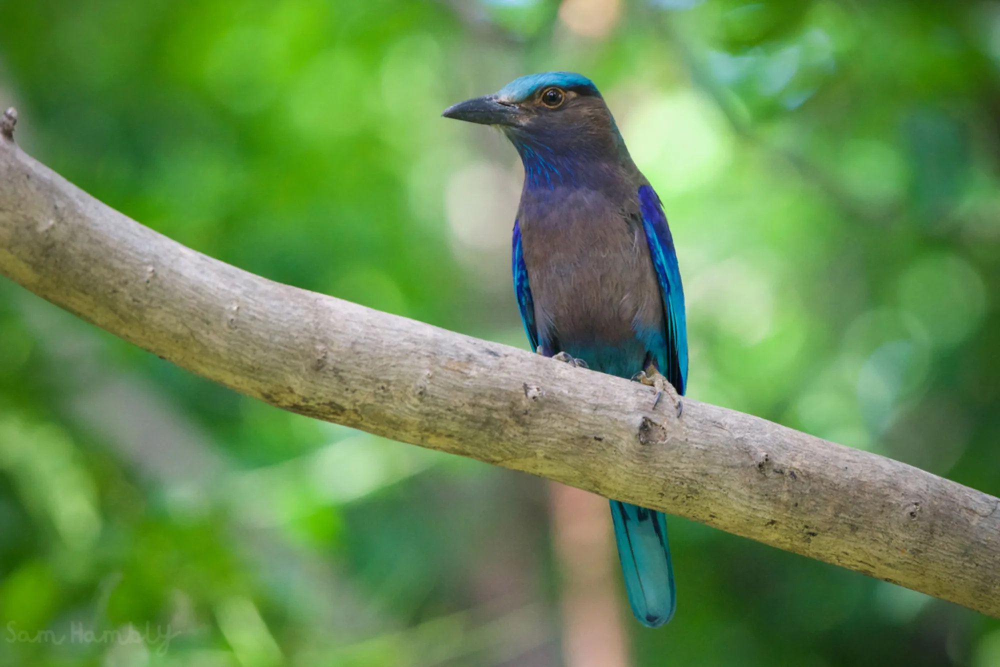 Indochinese Roller