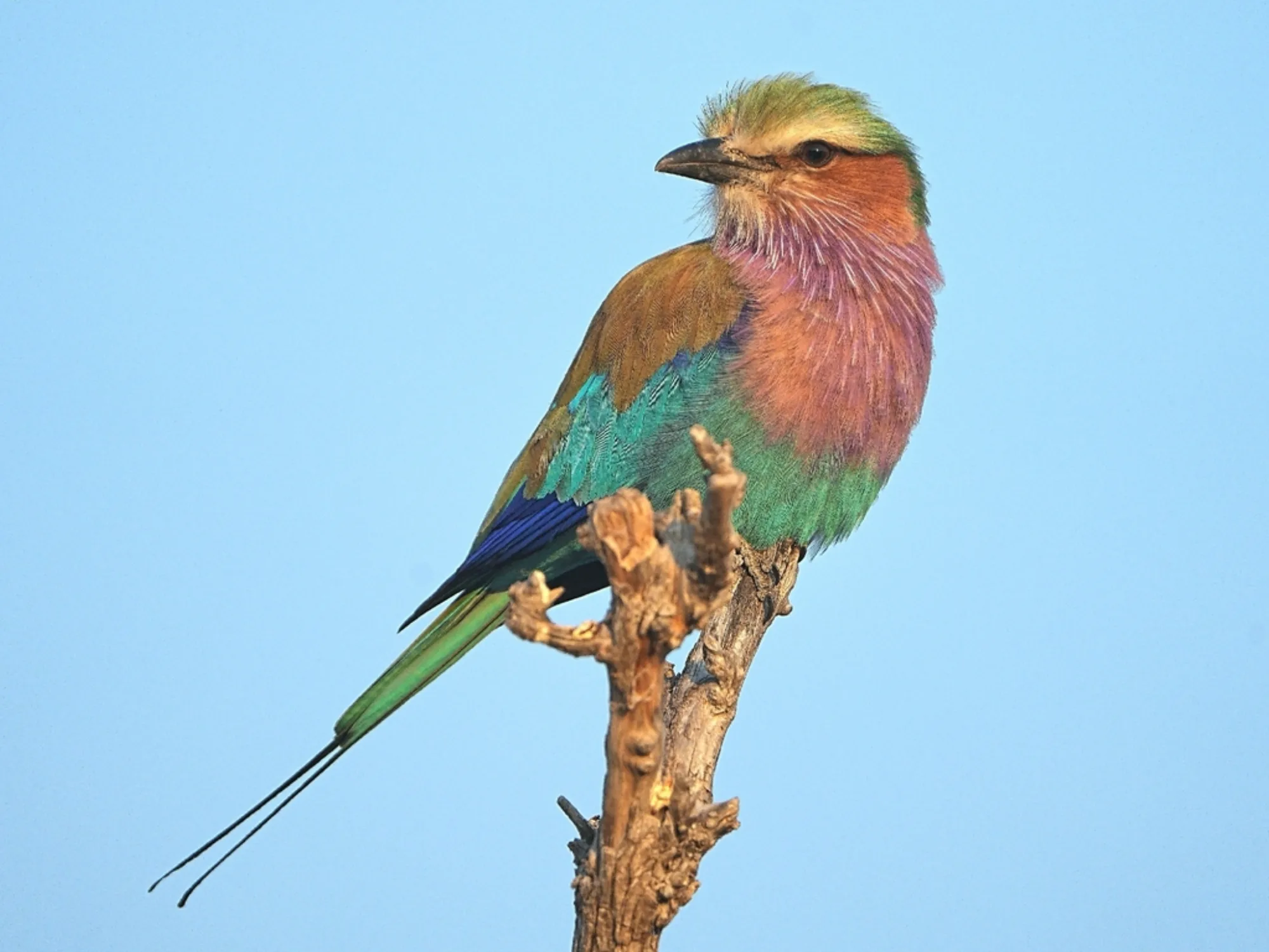 Lilac-breasted Roller