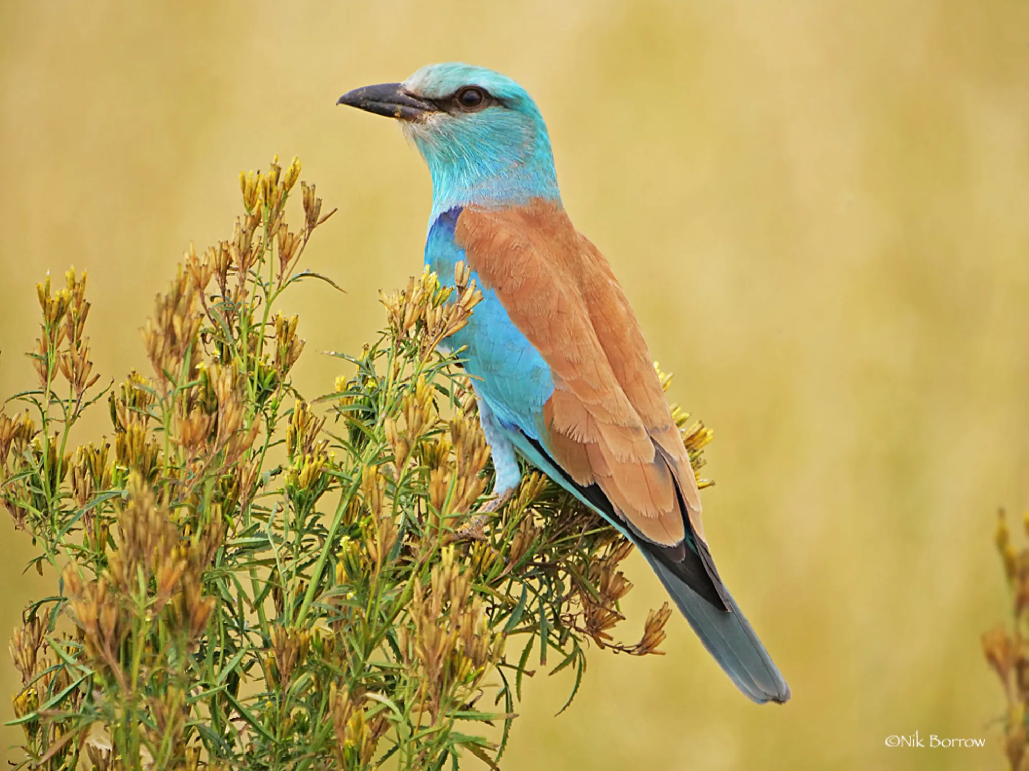 European Roller