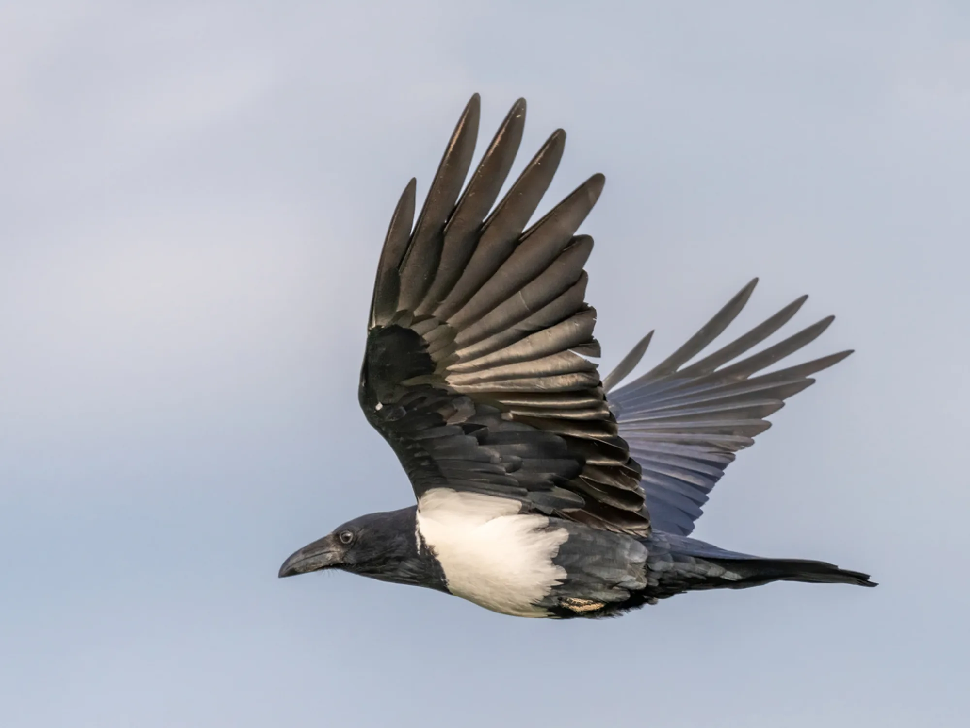 Pied Crow