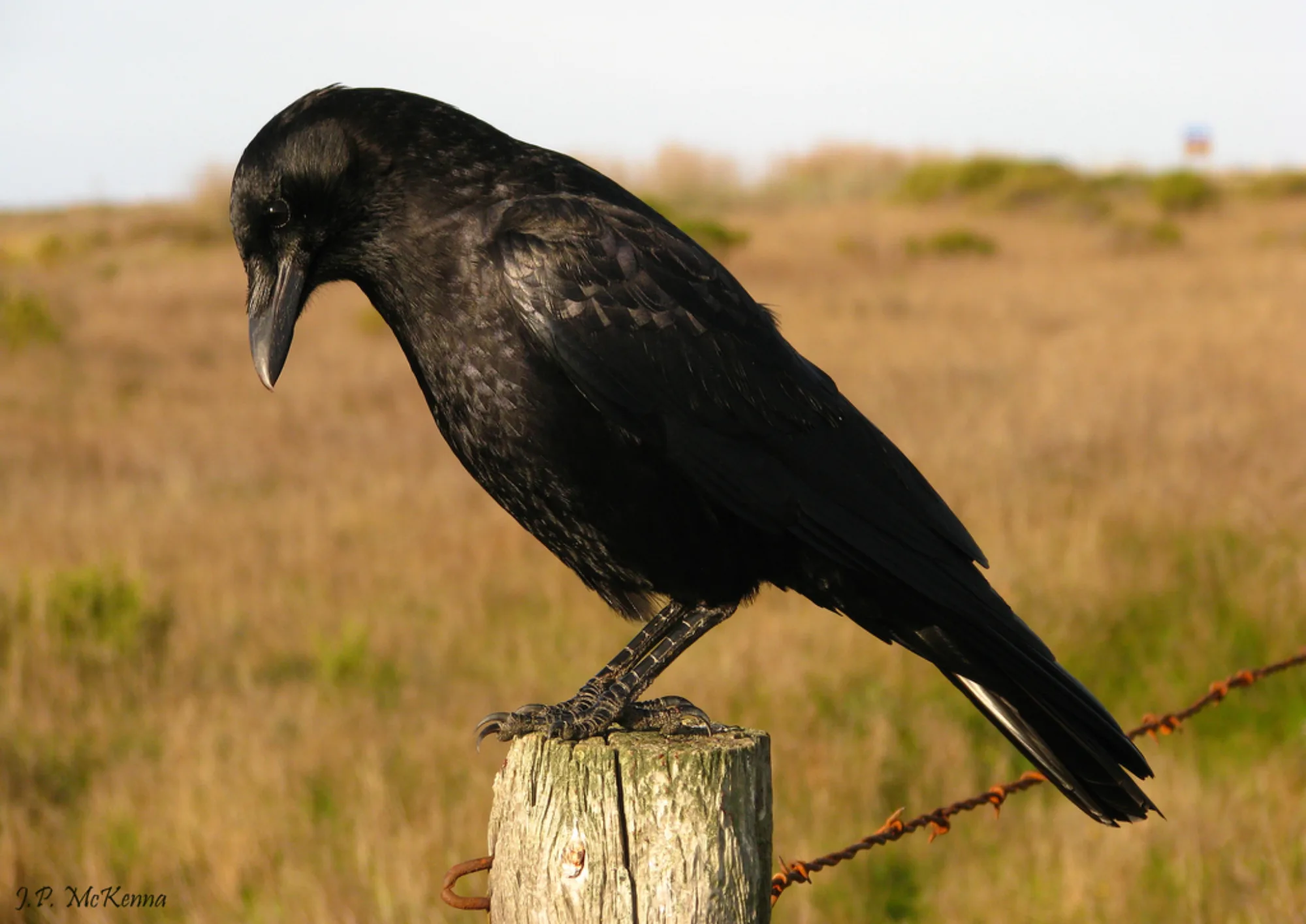 American Crow