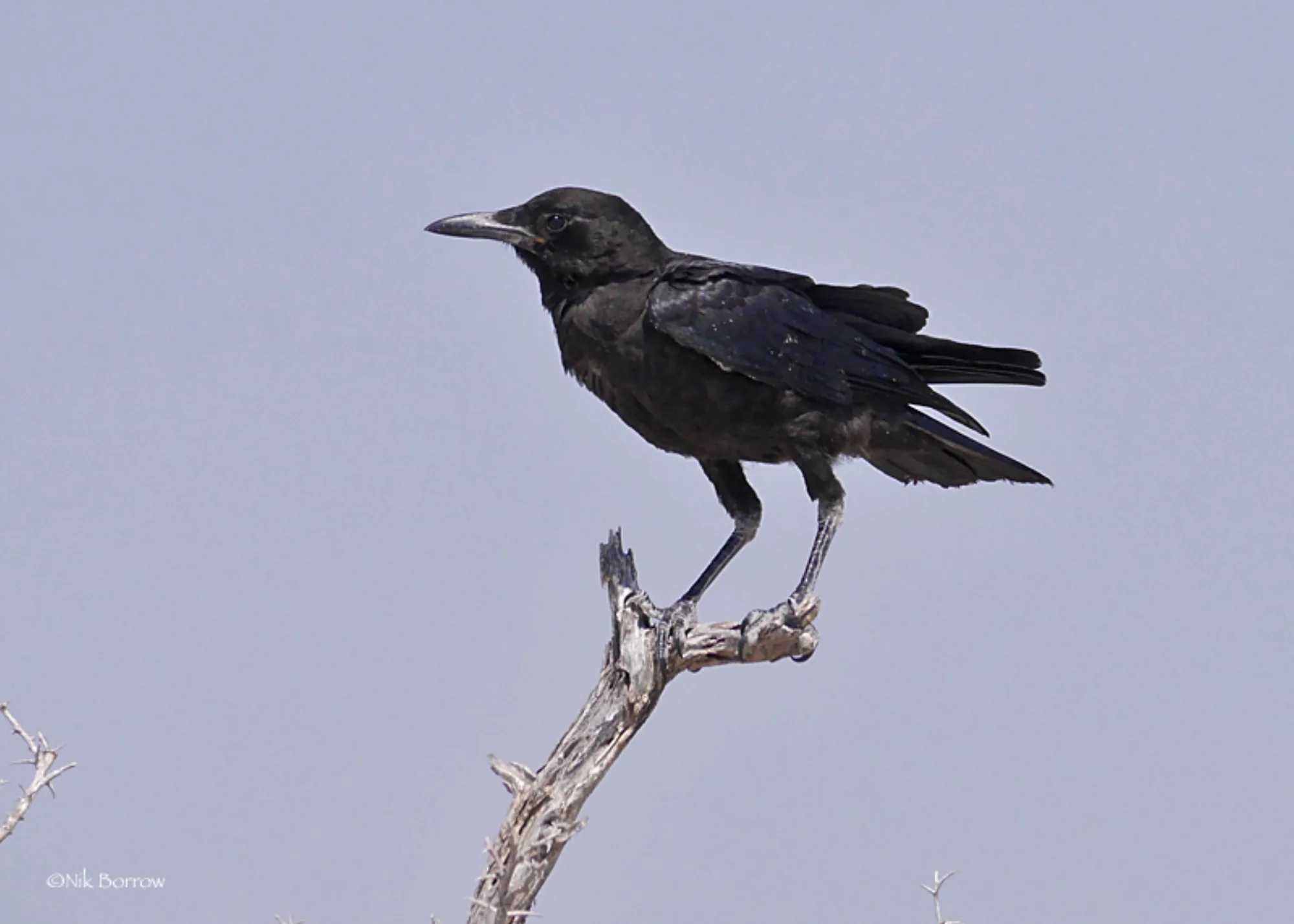 Cape Crow