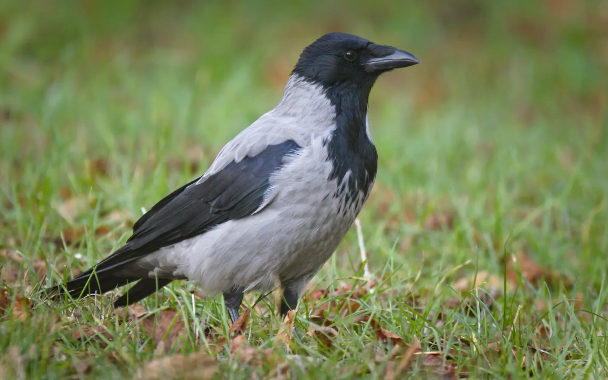 Hooded Crow