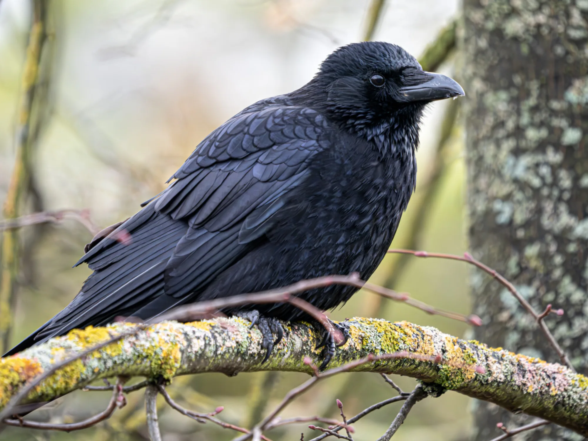 Carrion Crow
