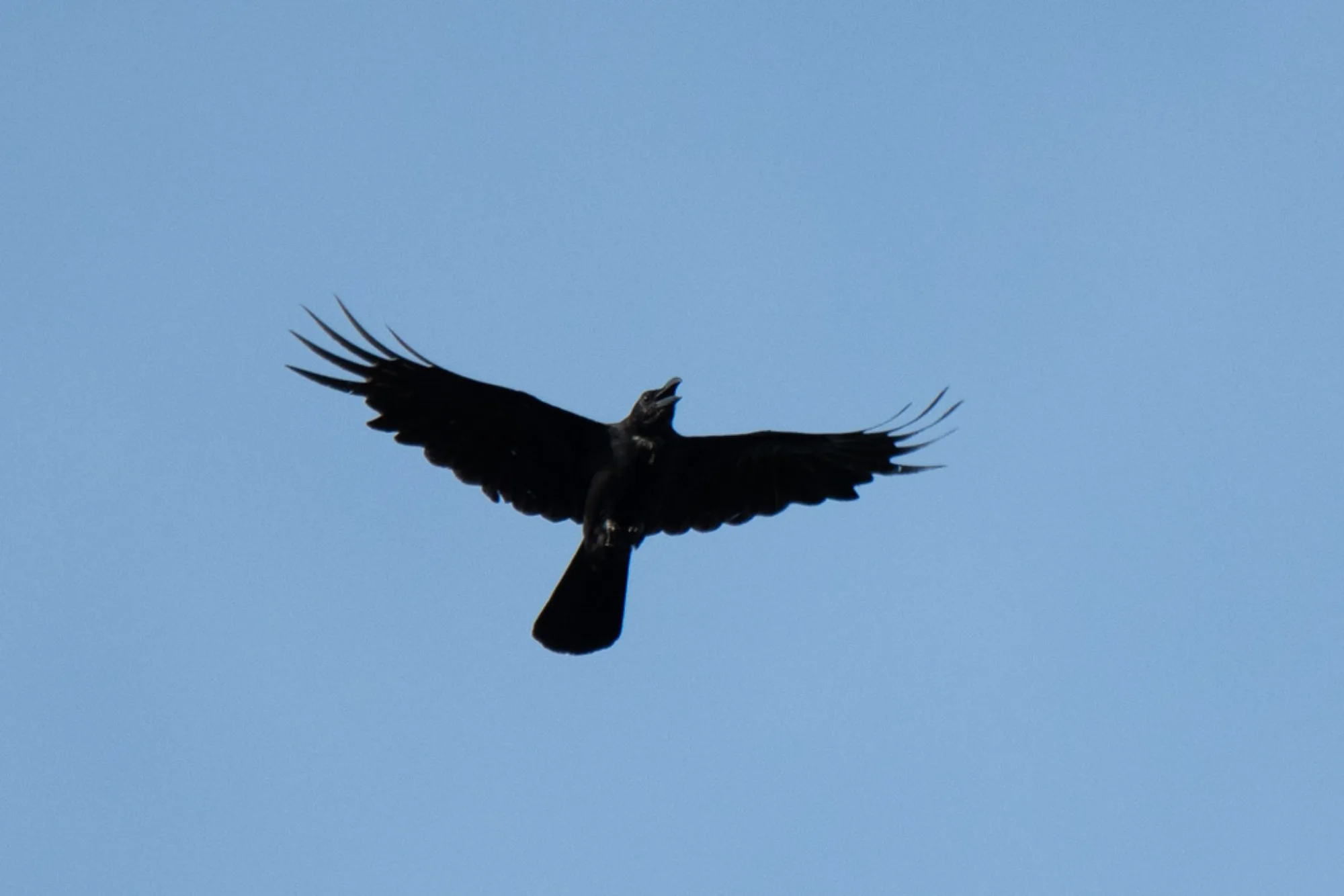 Corvus philippinus