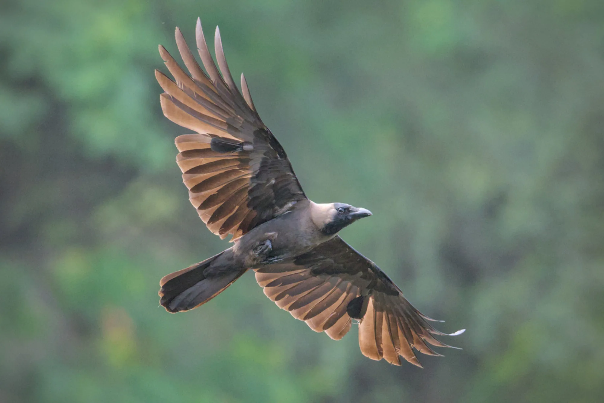 House Crow