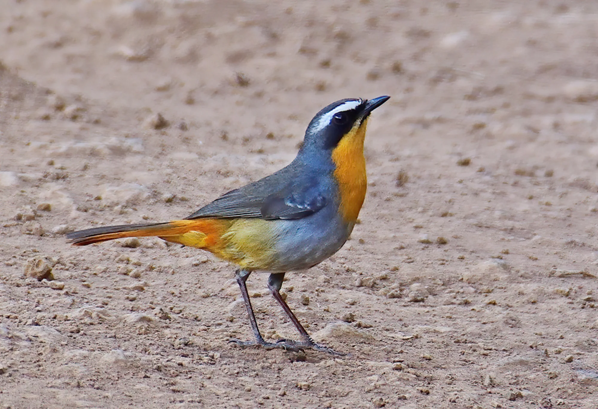 Cape Robin-Chat