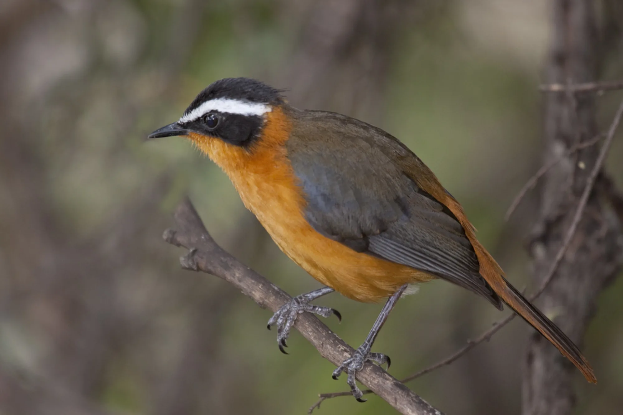 White-browed Robin-Chat
