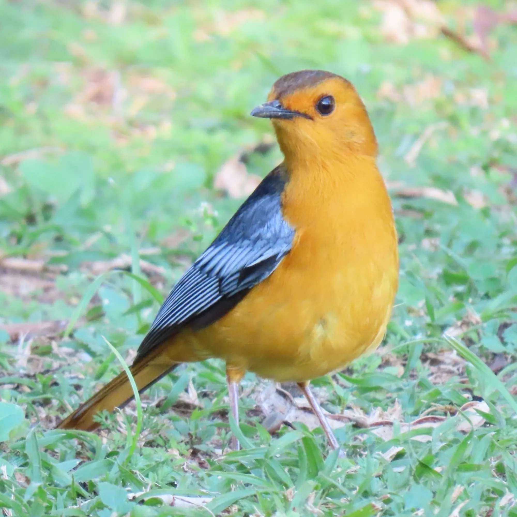 Red-capped Robin-Chat