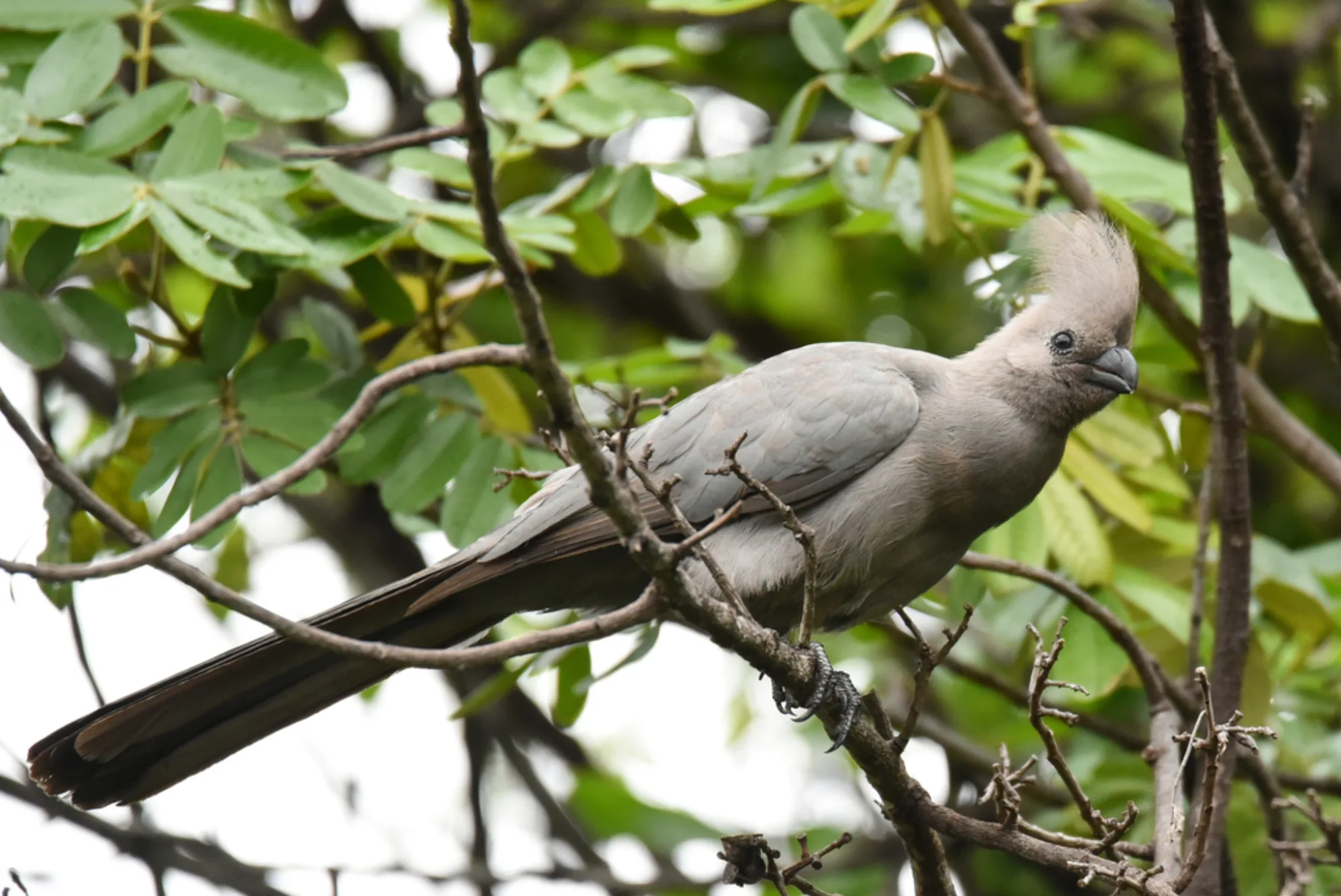 Grey Go-away-bird