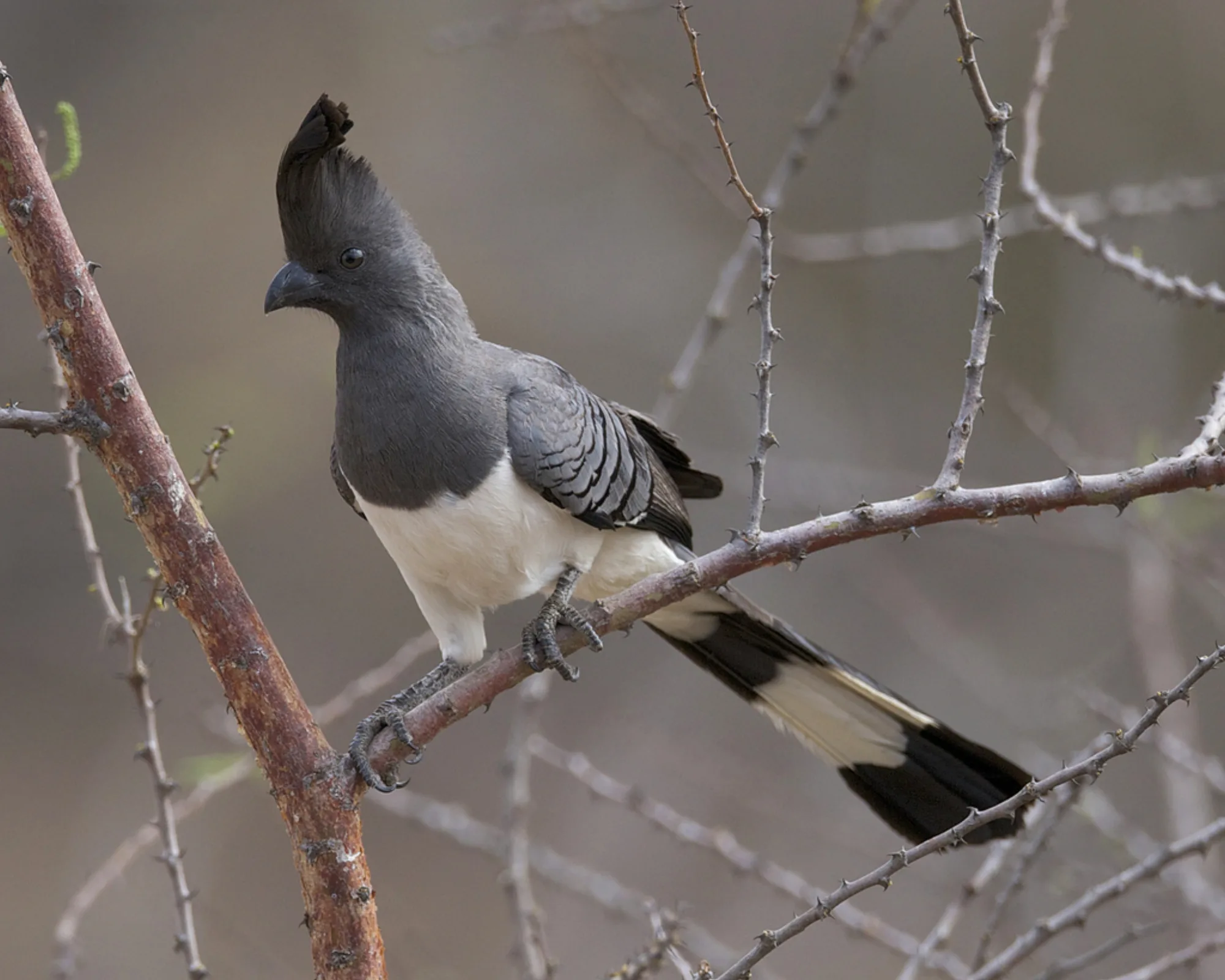 White-bellied Go-away-bird