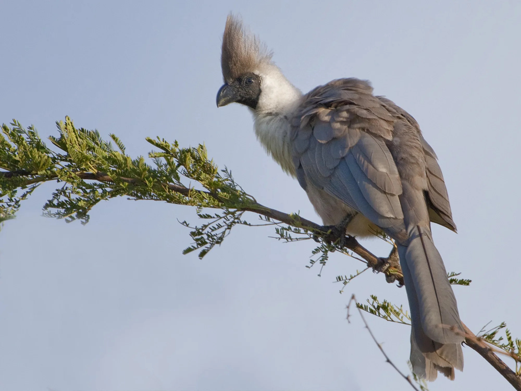 Bare-faced Go-away-bird