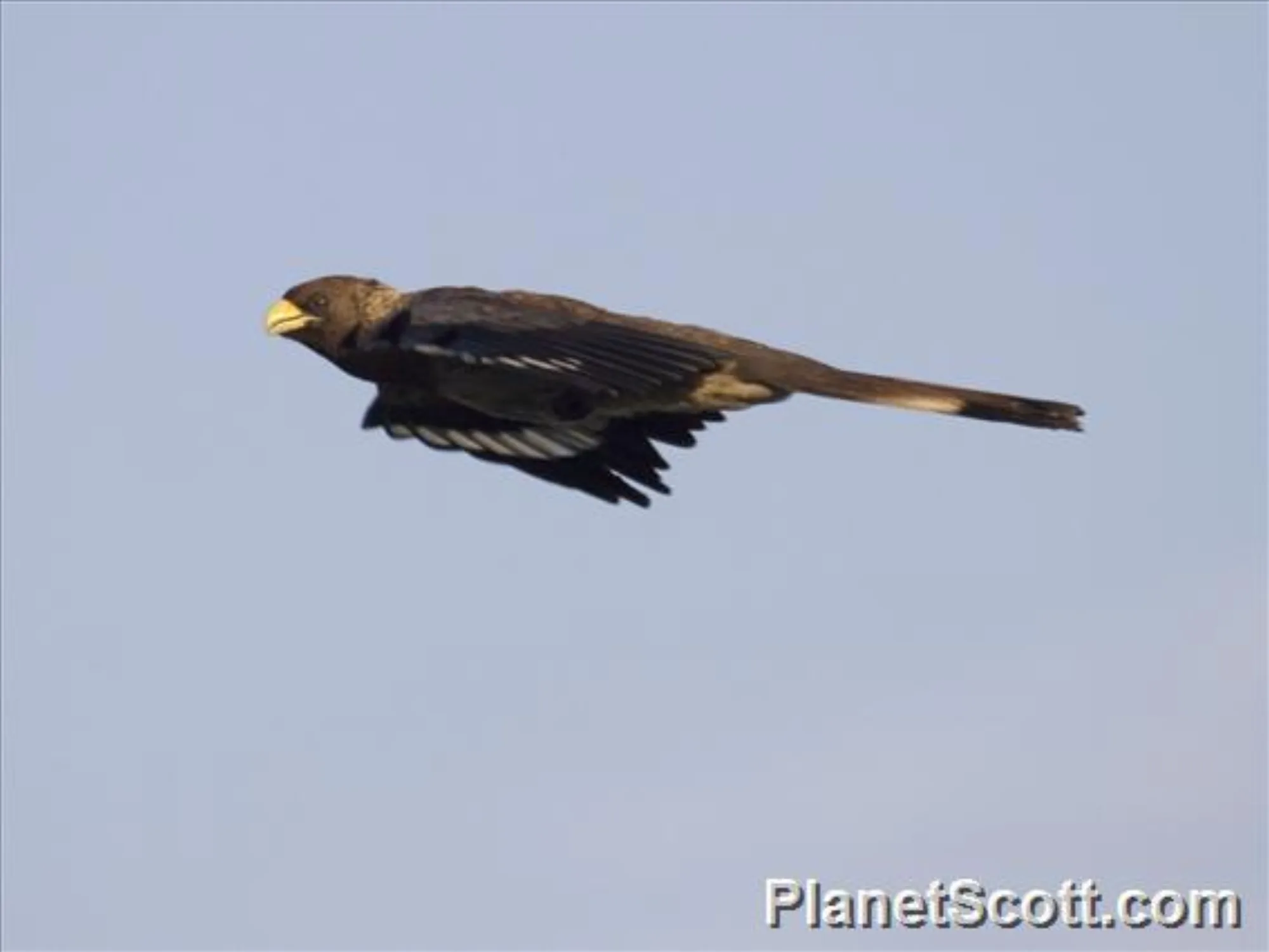 Eastern Plantain-eater