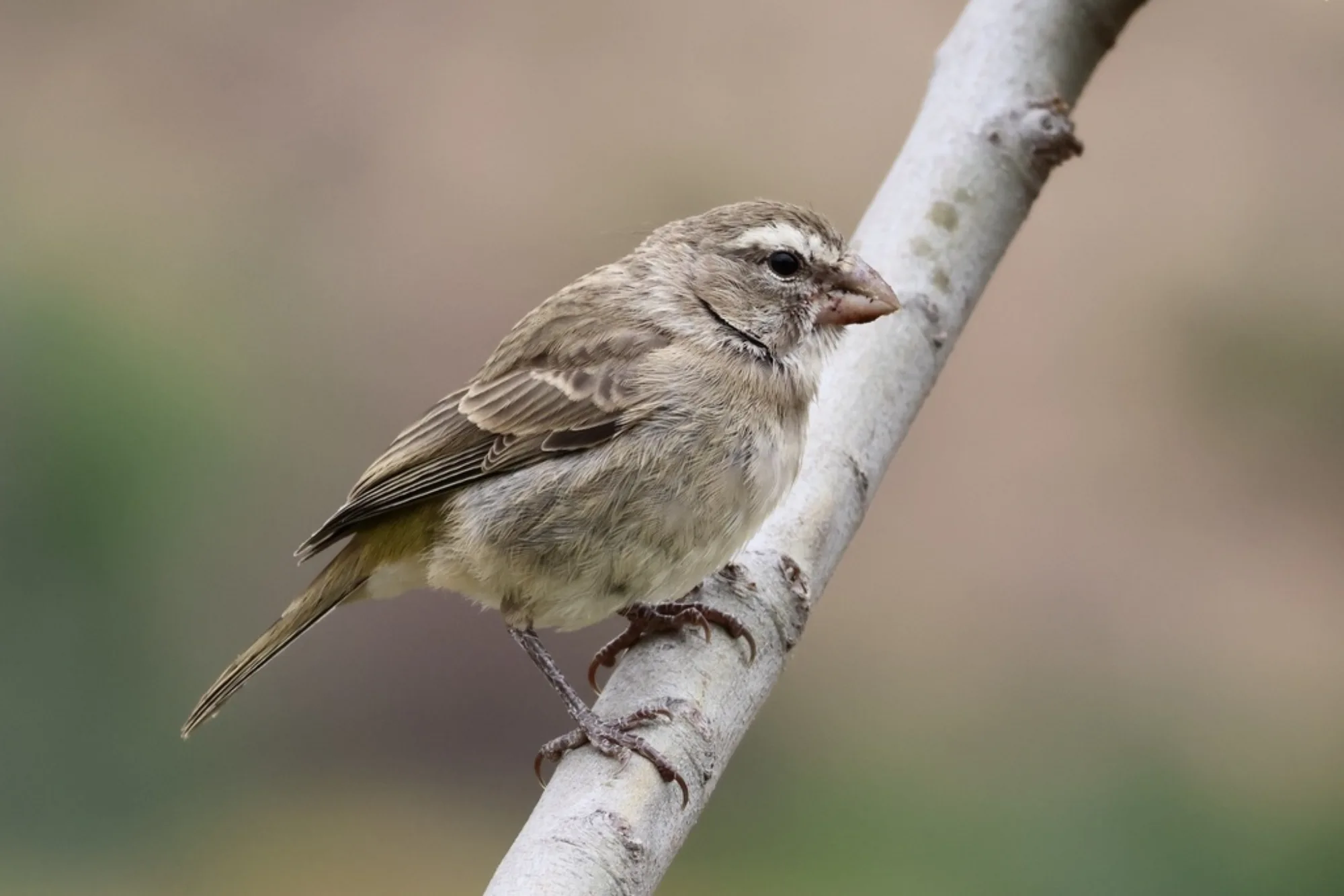 White-throated Canary