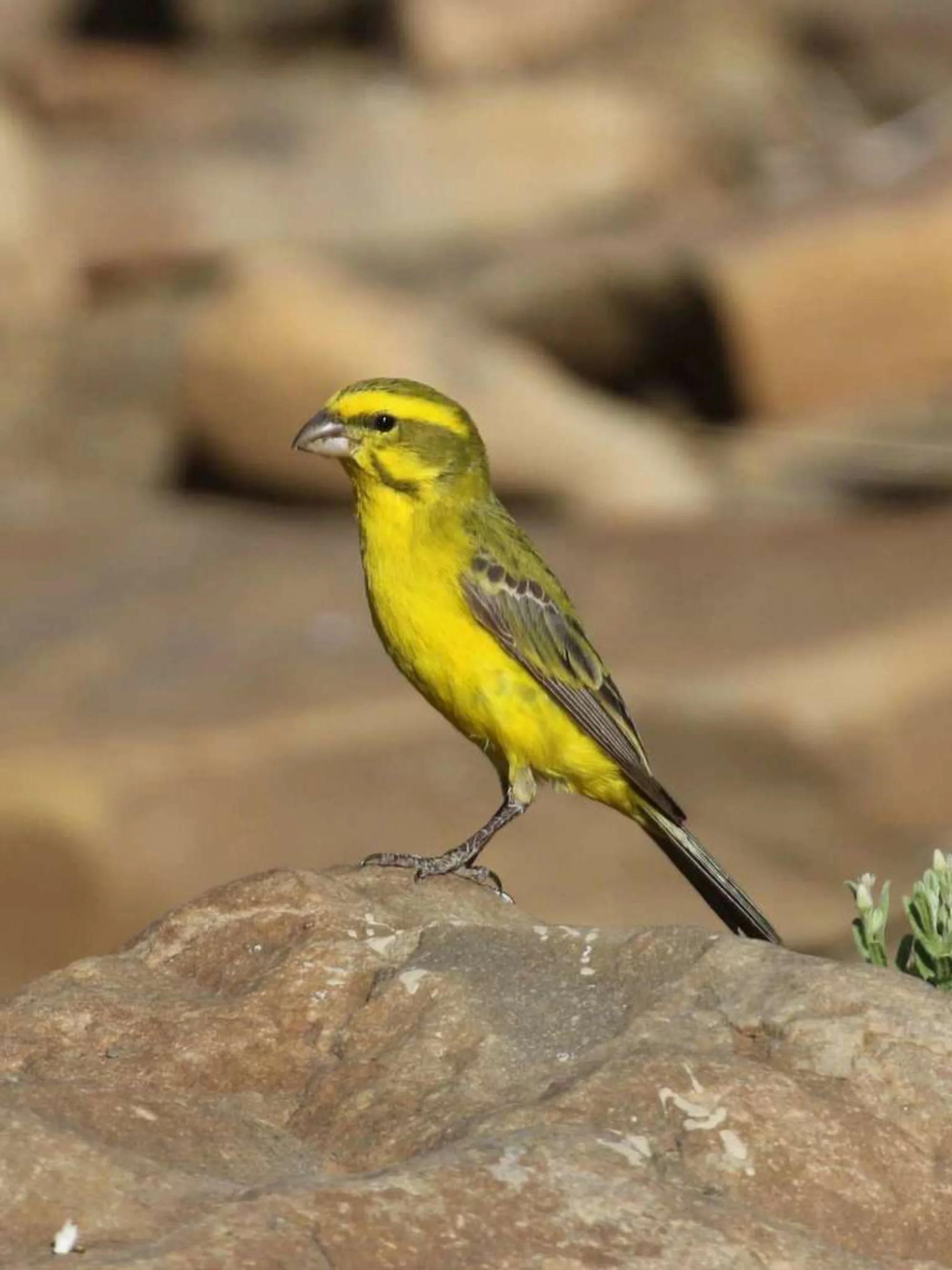 Yellow Canary